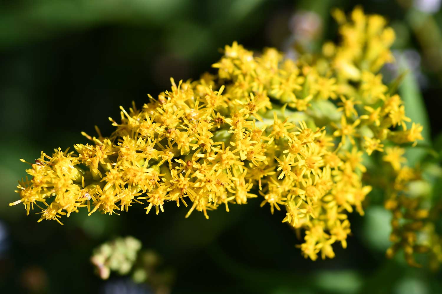 A closeup of goldenrod.