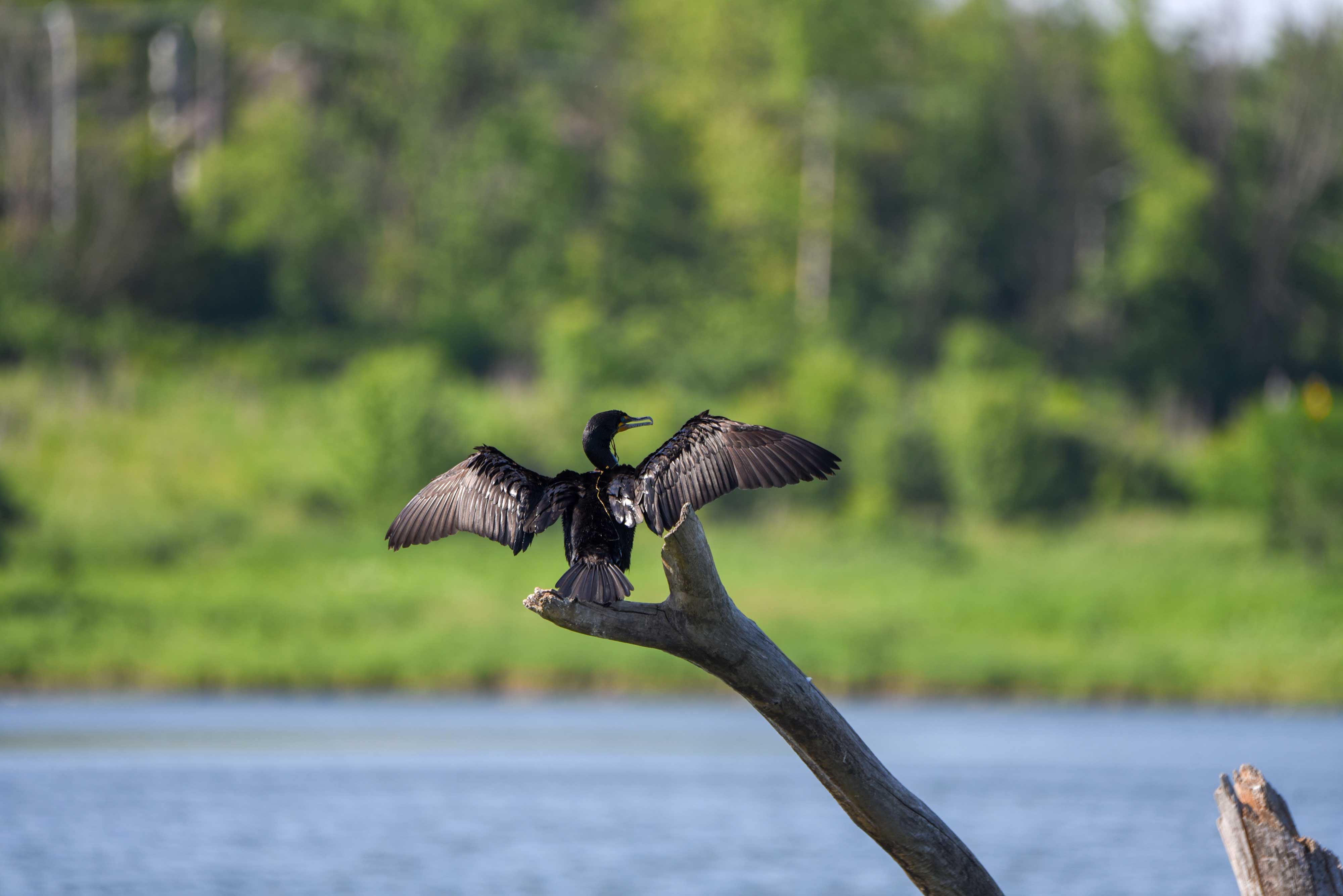 A double-crested cormorant at Whalon Lake.