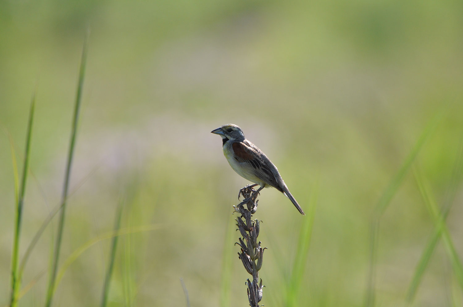 A dickcissel on a plant.
