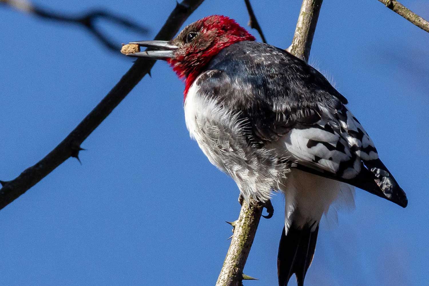 A red-headed woodpecker perched on a small branch with a seed in its mouth.