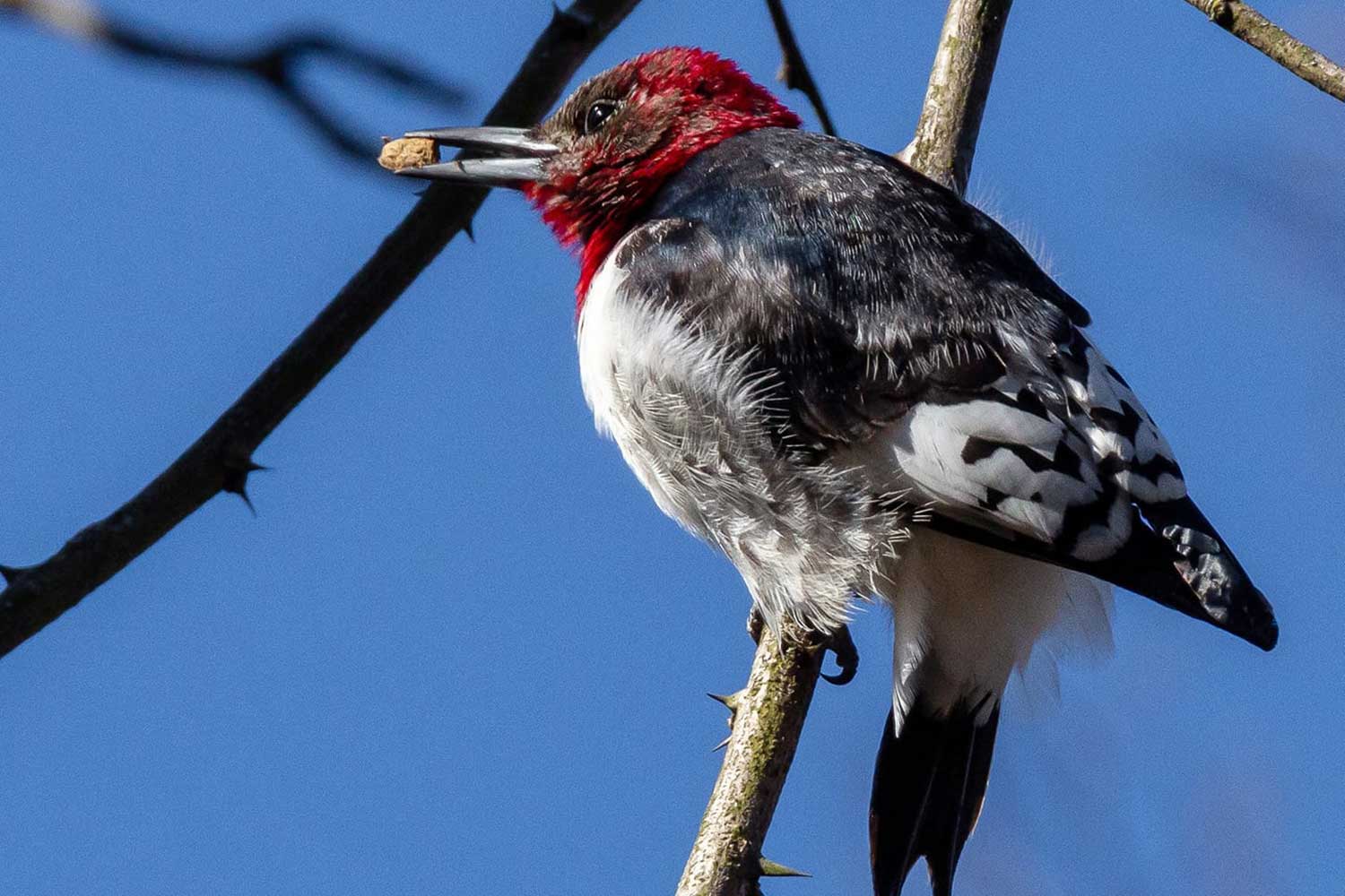 A red-headed woodpecker in a tree.