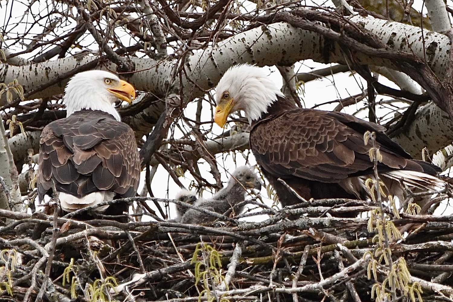 Two bald eagles and their eaglets in a nest.