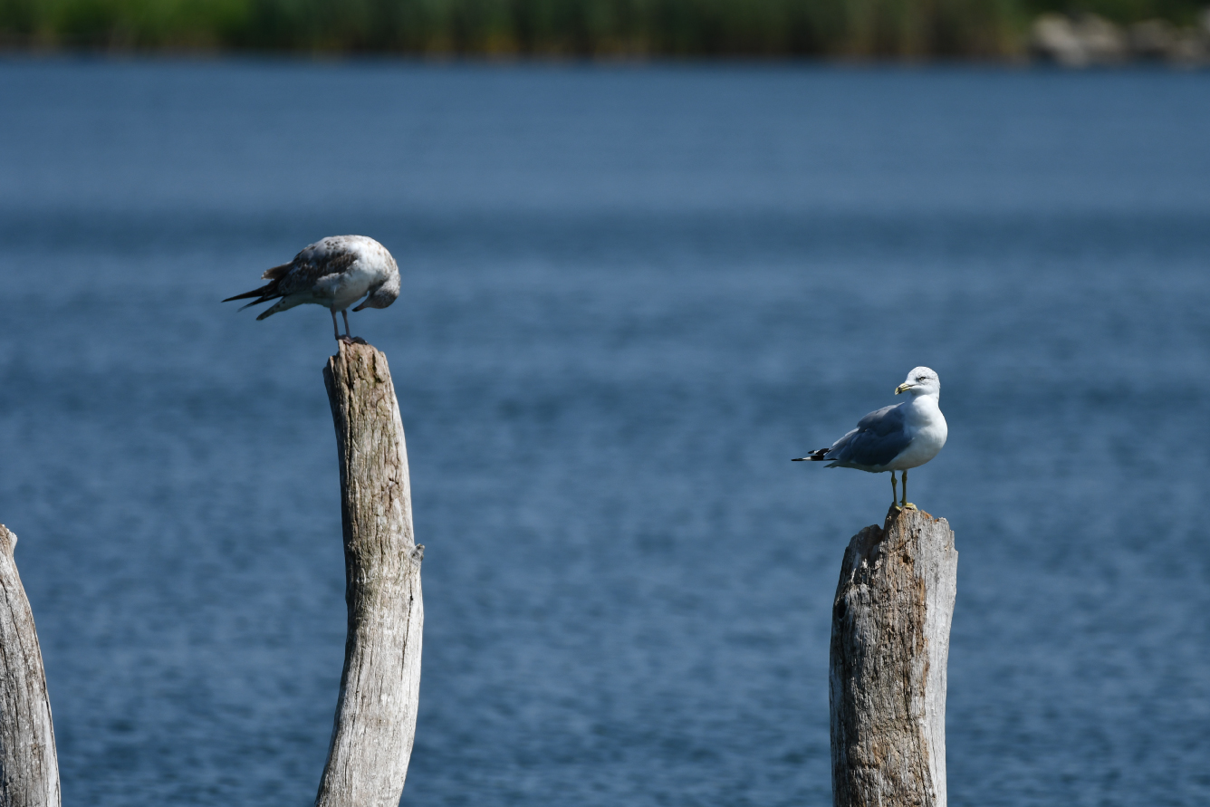 Two yellow-legged gulls.