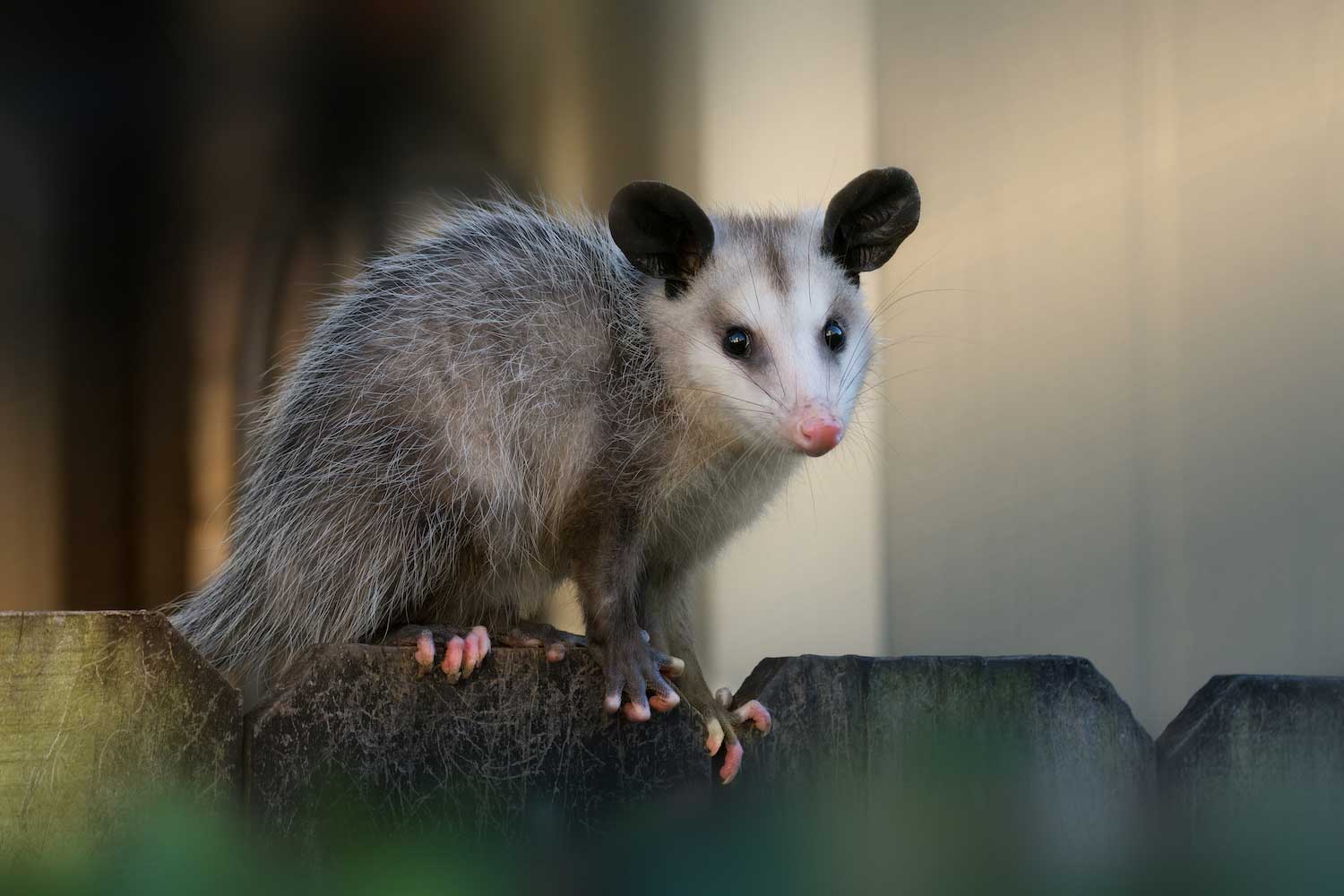 Opossum standing on a fence.