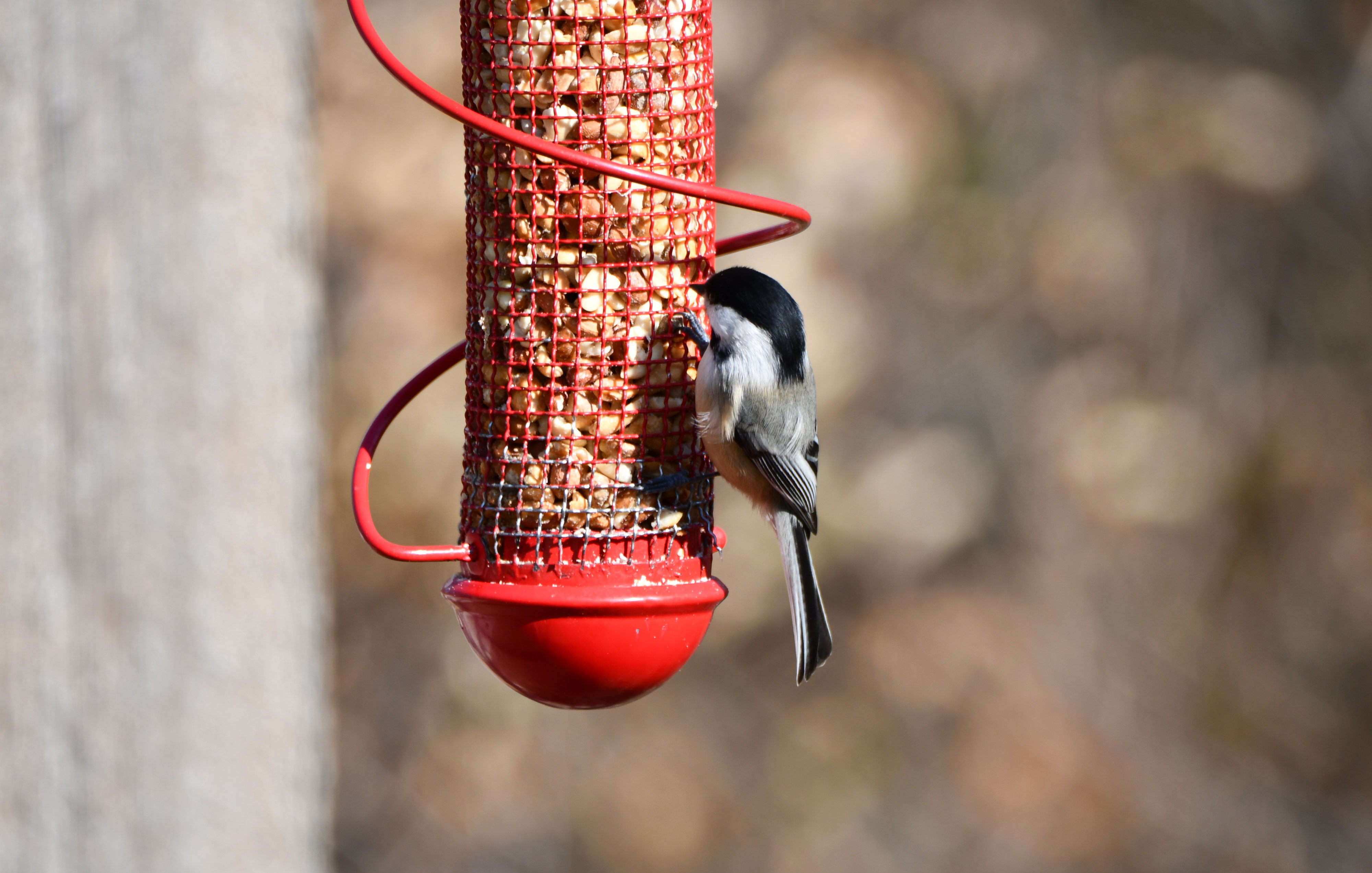 A black-capped chickadee at a bird feeder.