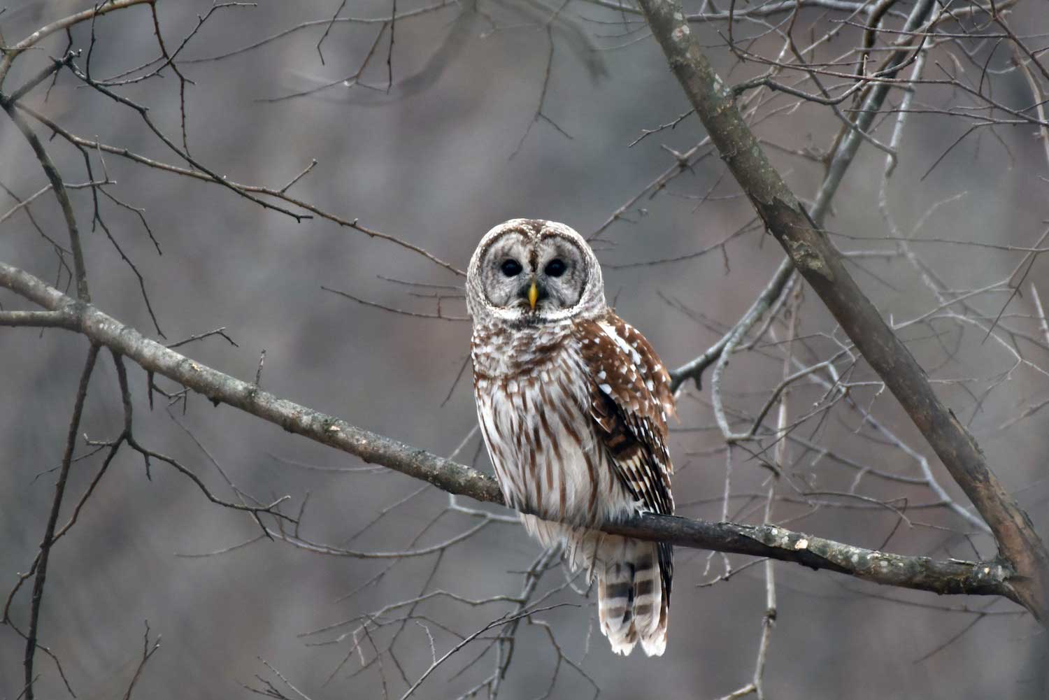 A barred owl on a bare tree branch.