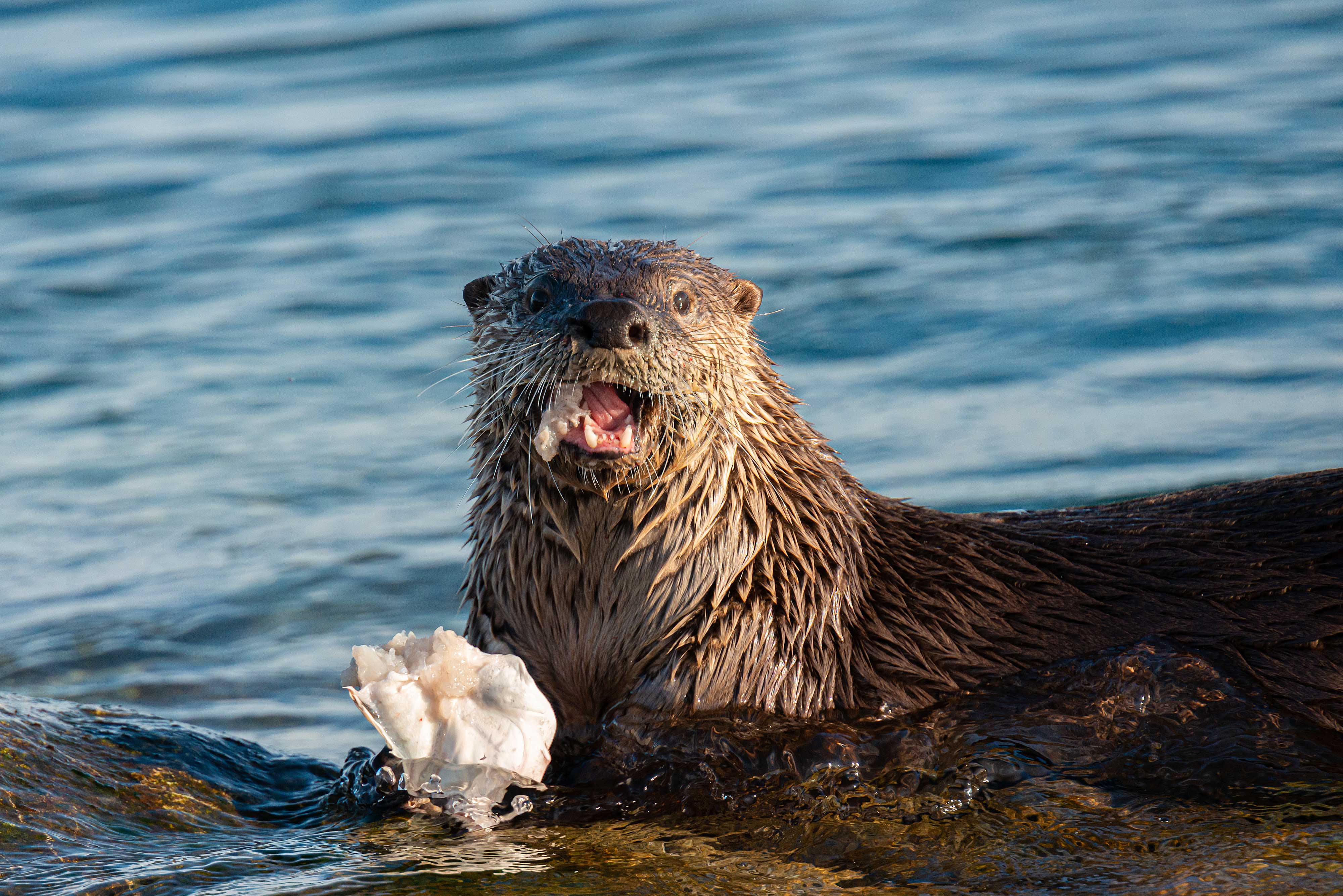 A river otter eating a fish.