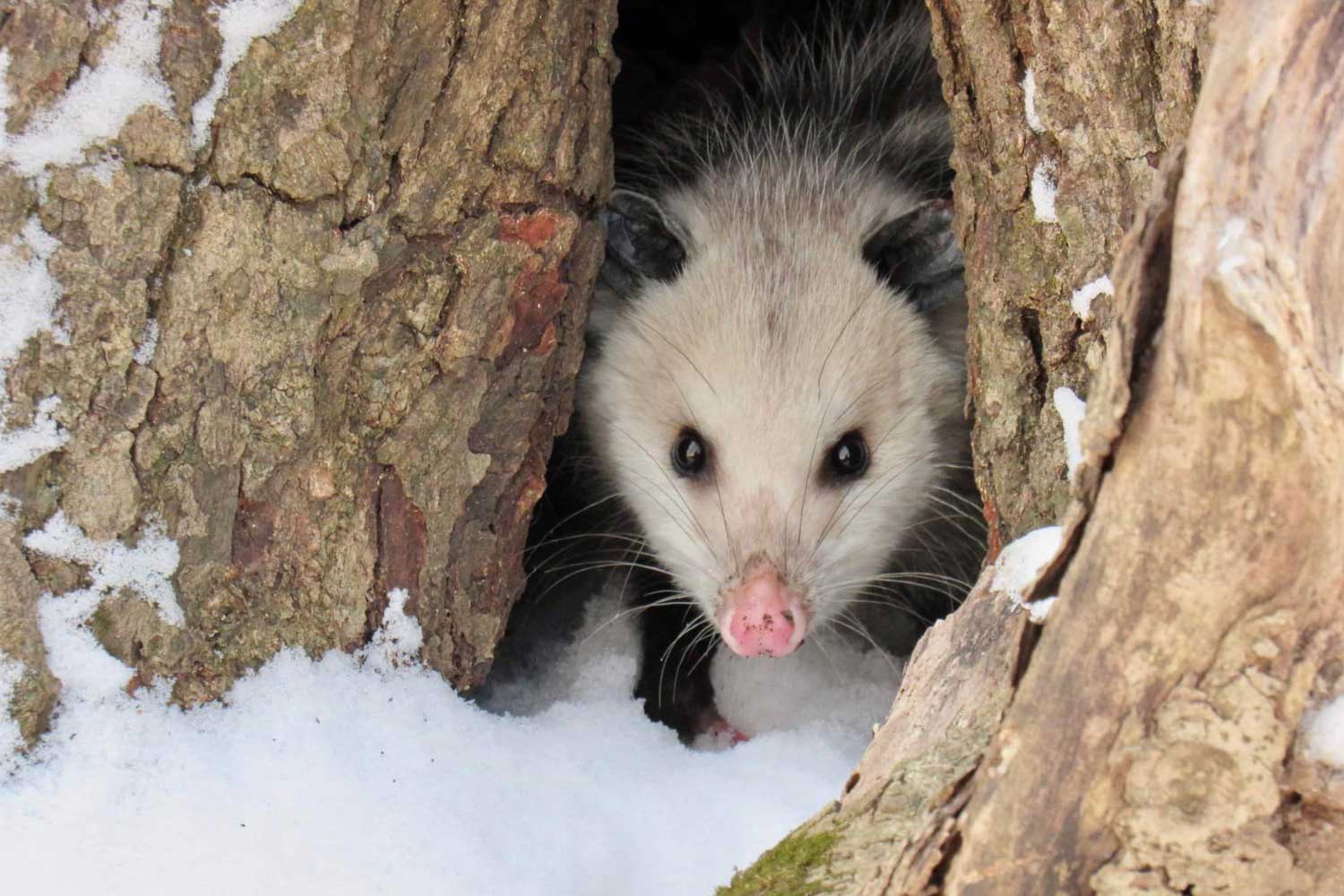 Opossum in a tree.