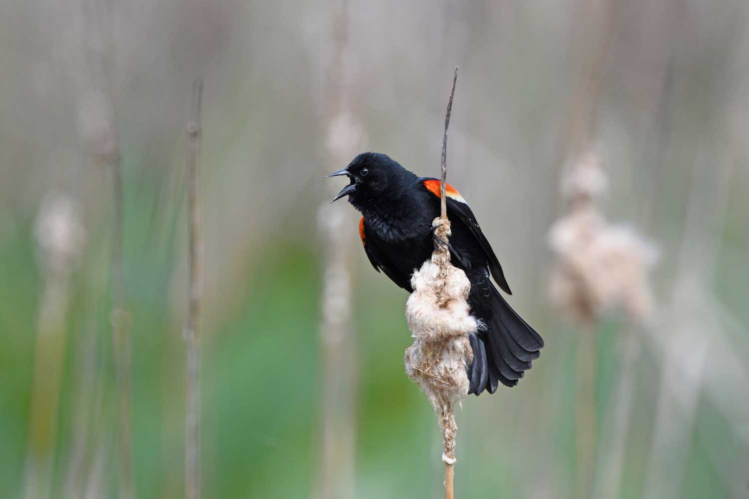 A red-winged blackbird on a cattail with its mouth open.