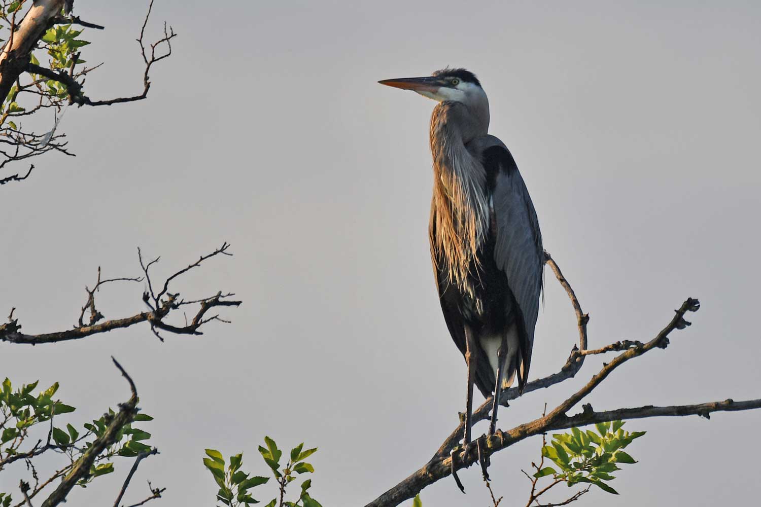 A great blue heron in a tree.