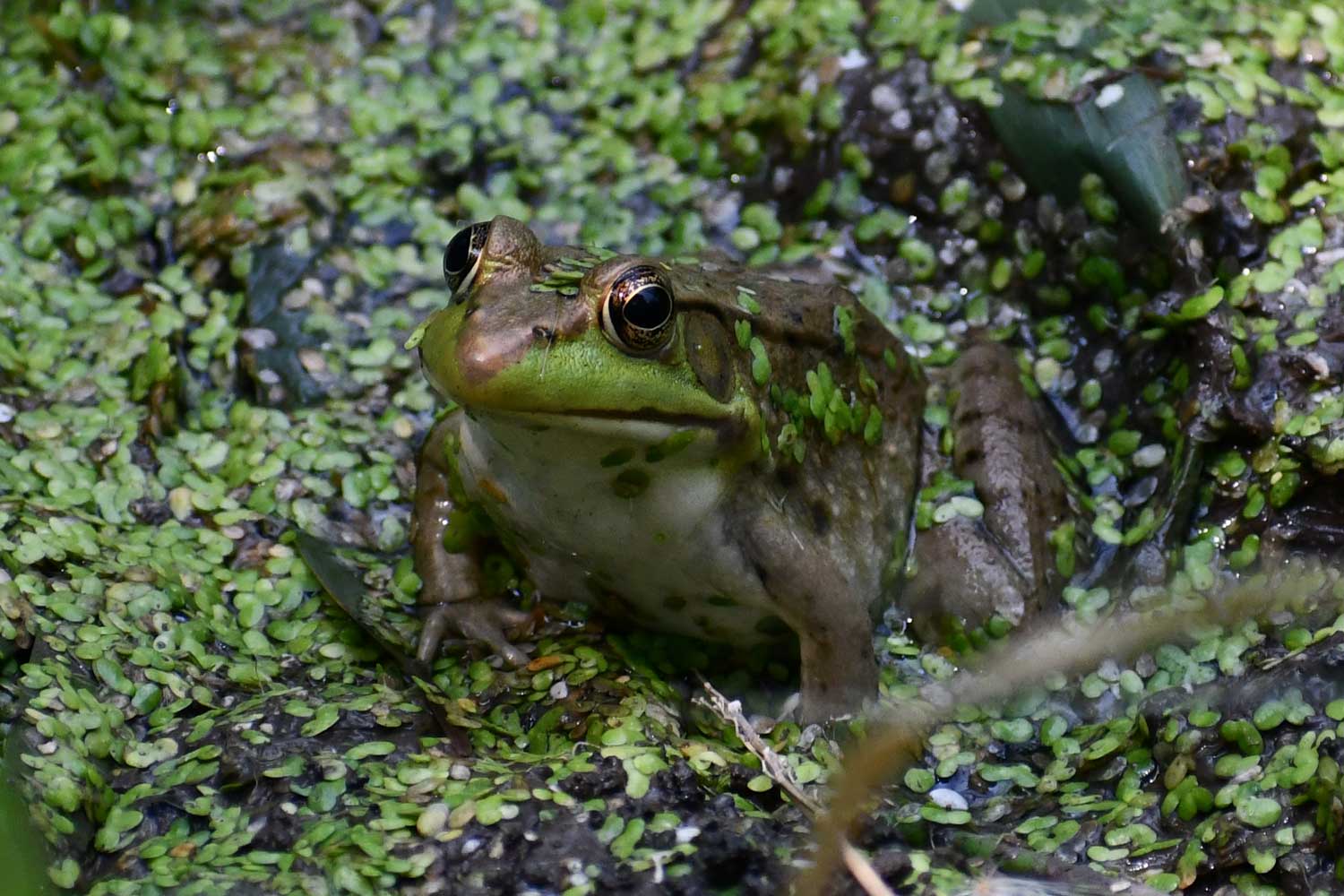 Frog sitting in the water surrounded by vegetation.