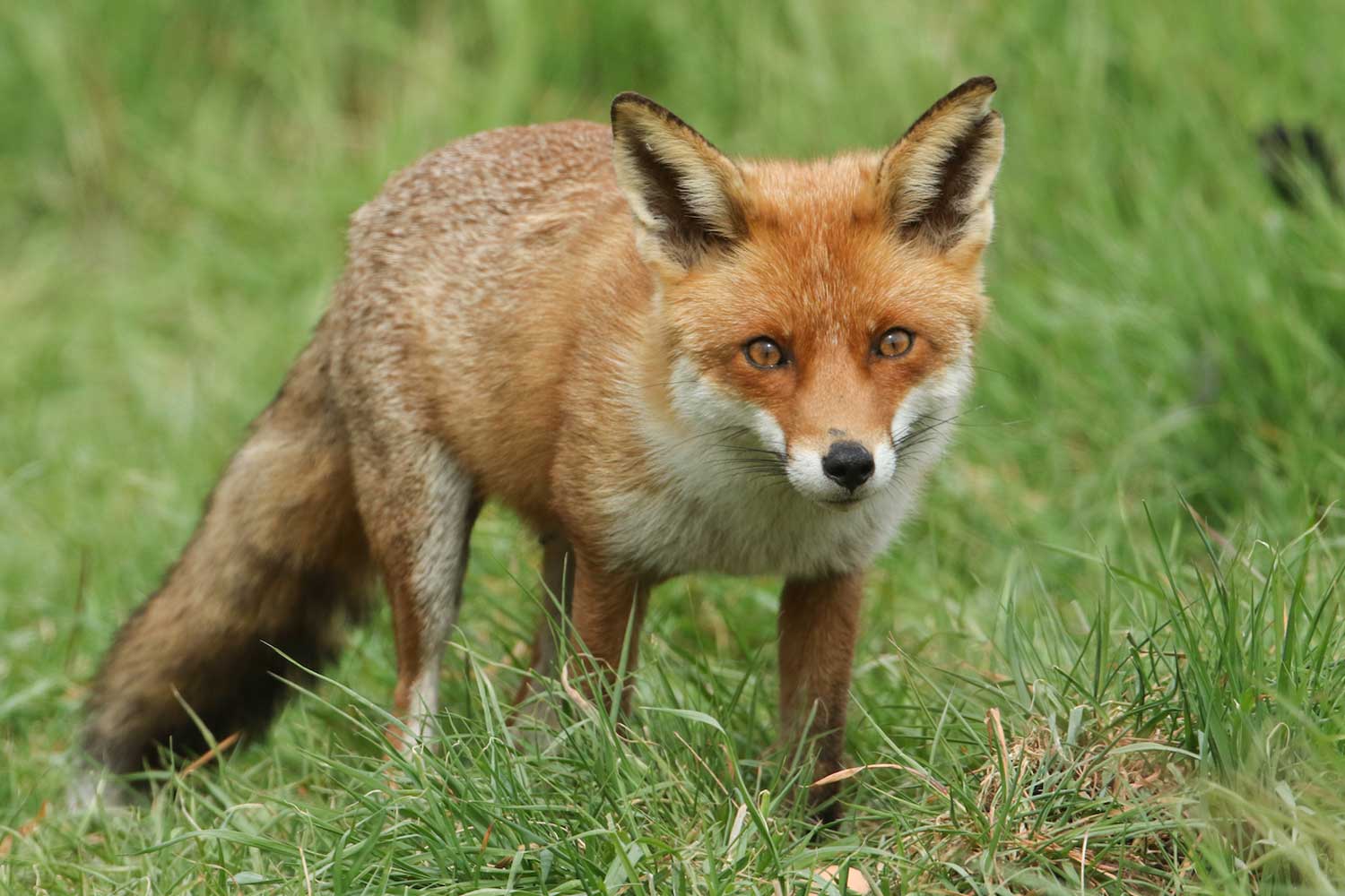 Red fox standing in grass.