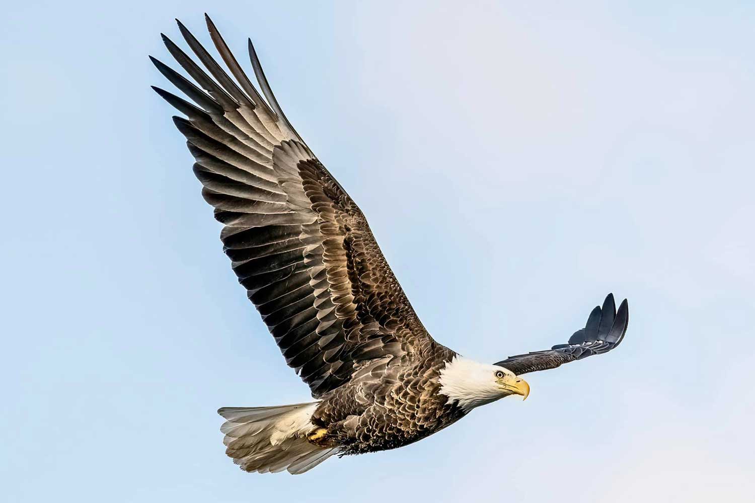 A bald eagle in flight.