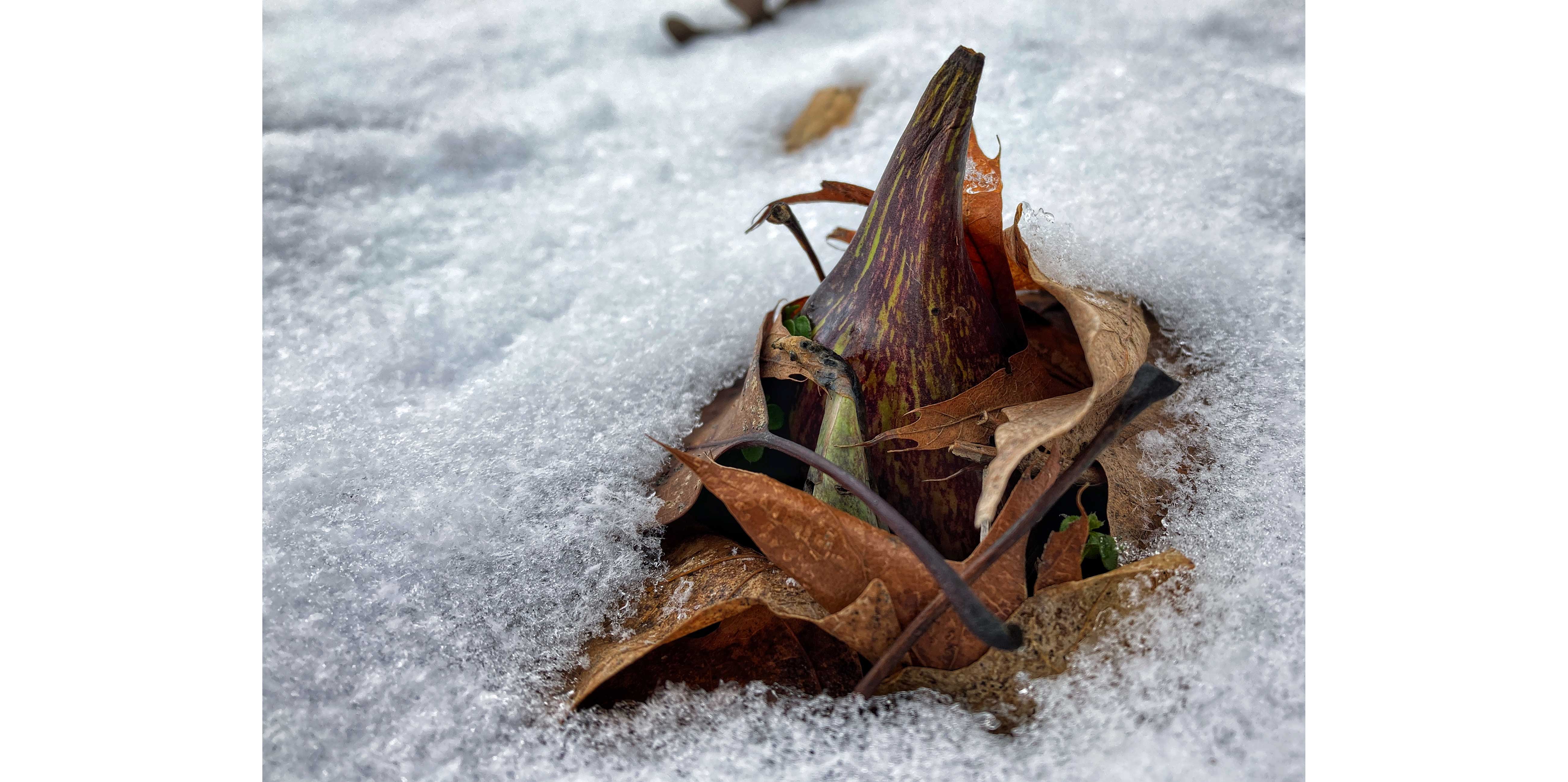 Skunk cabbage popping up through snow