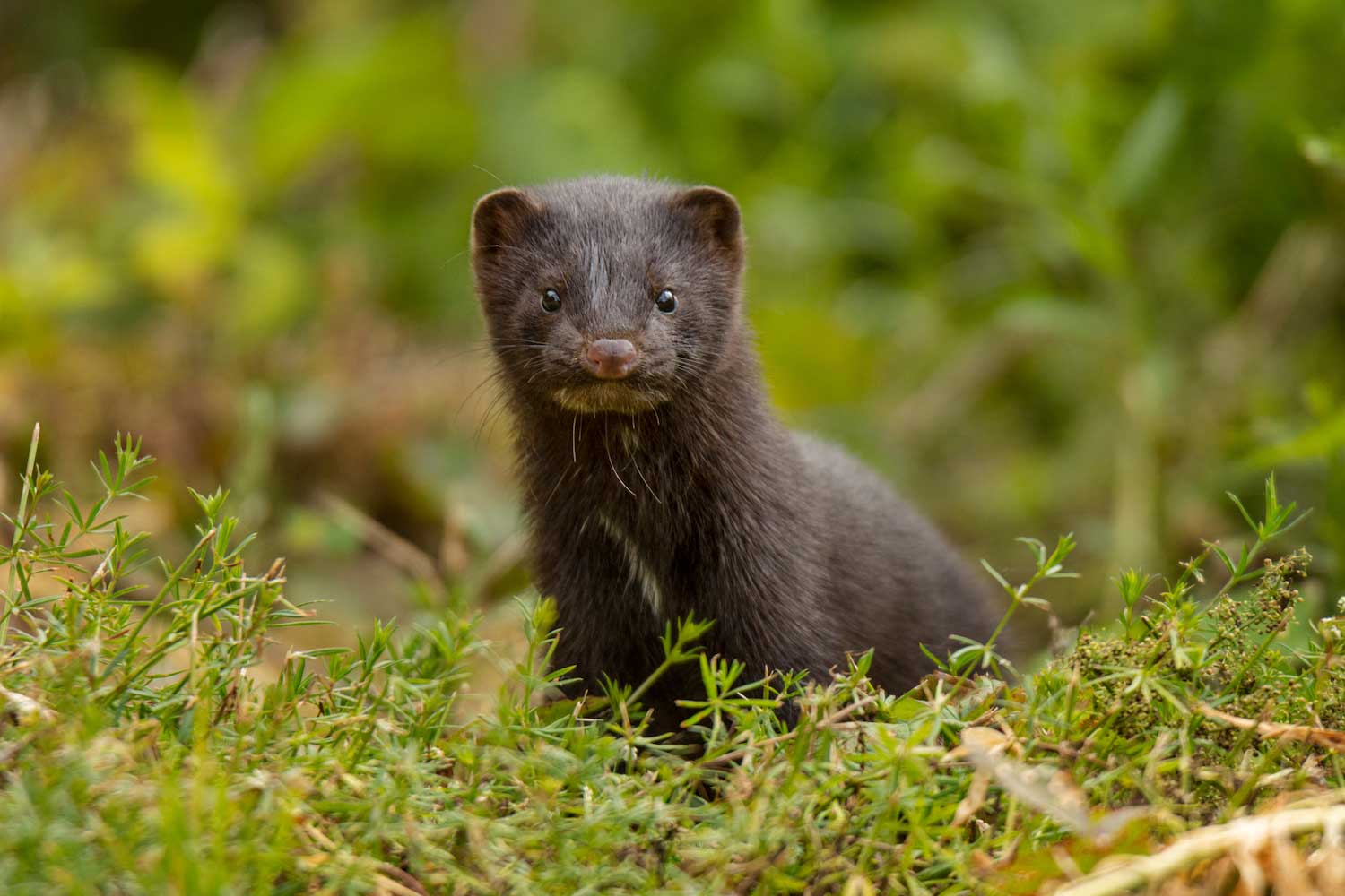 Five fast facts about secretive American minks | Forest Preserve District  of Will County