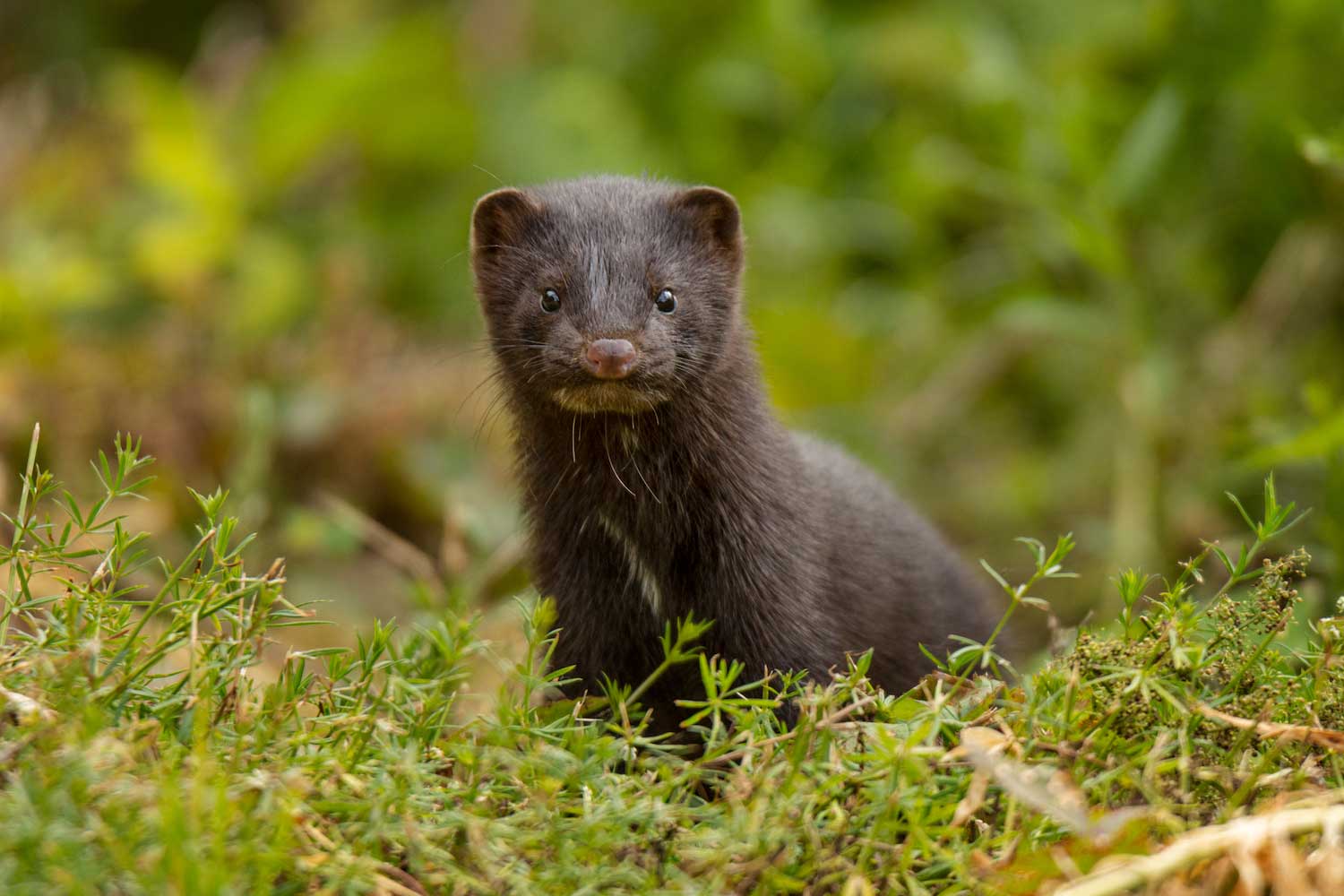 An American mink alert in a grassy field.