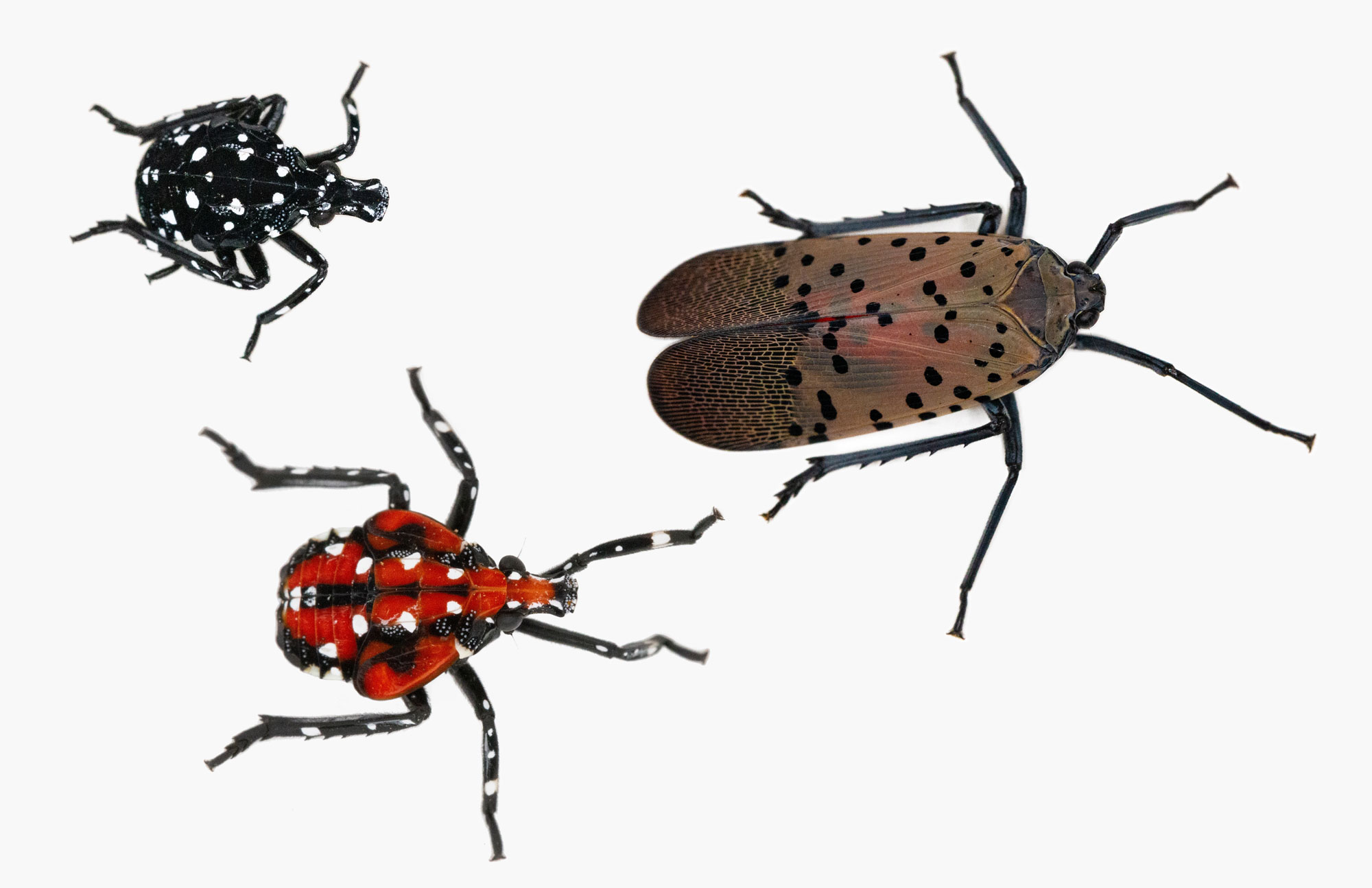 The many stages of the spotted lanternfly.