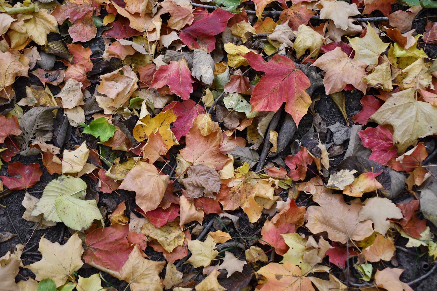A collection of red, yellow and brown fall leaves on the ground.