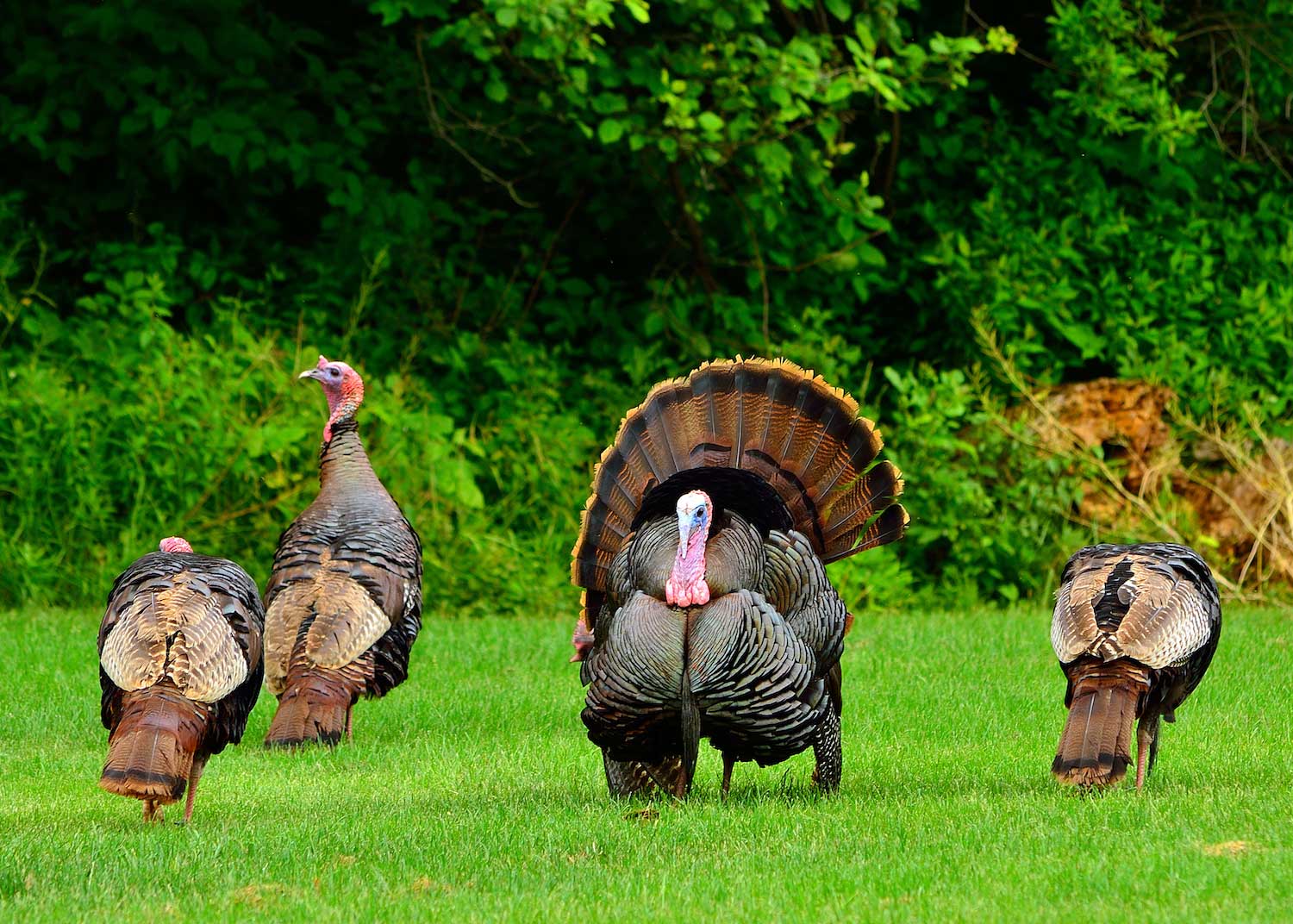 Four wild turkeys in the grass, one with its tail feathers fanned out.