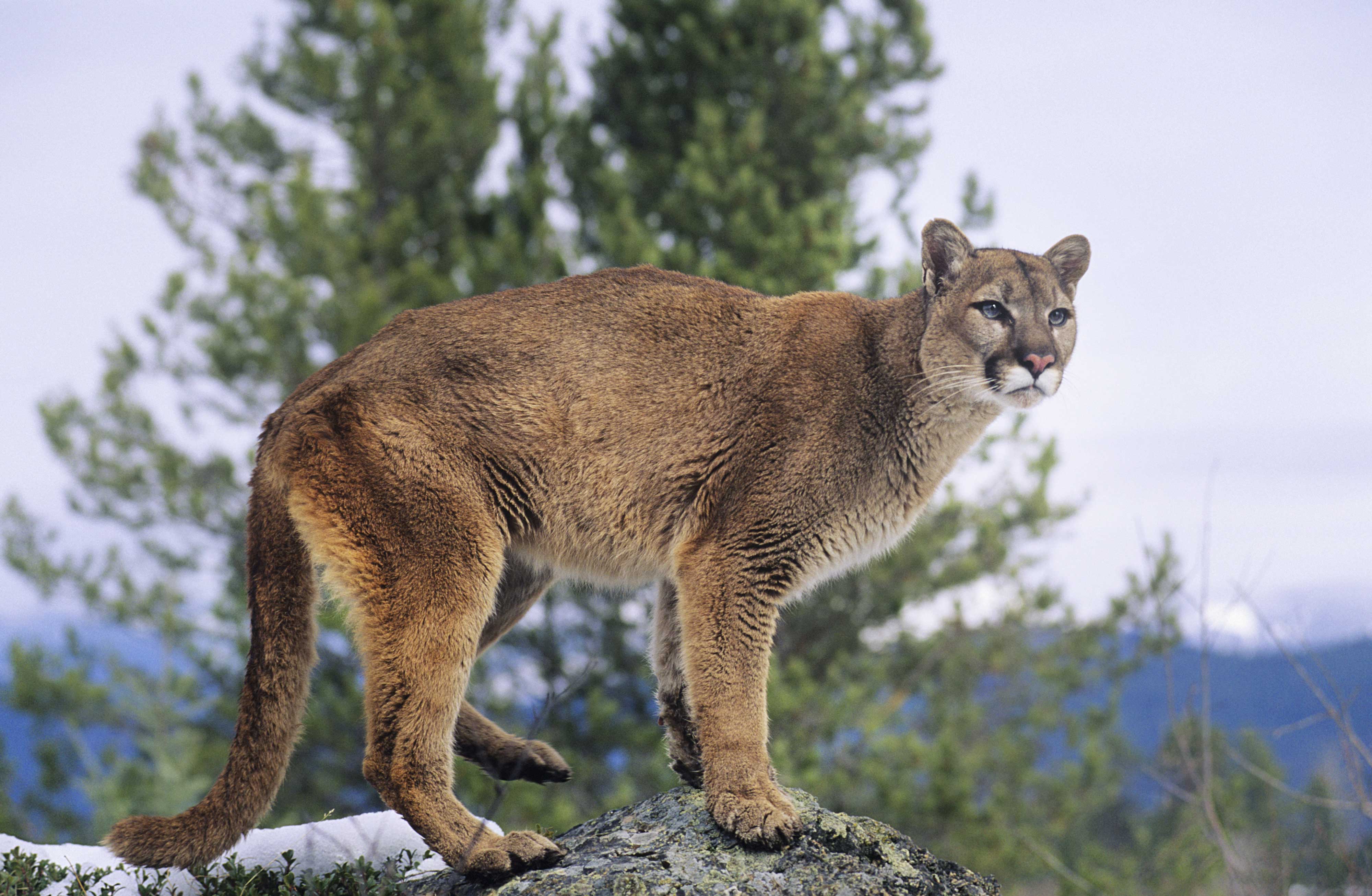 A mountain lion on a rock.