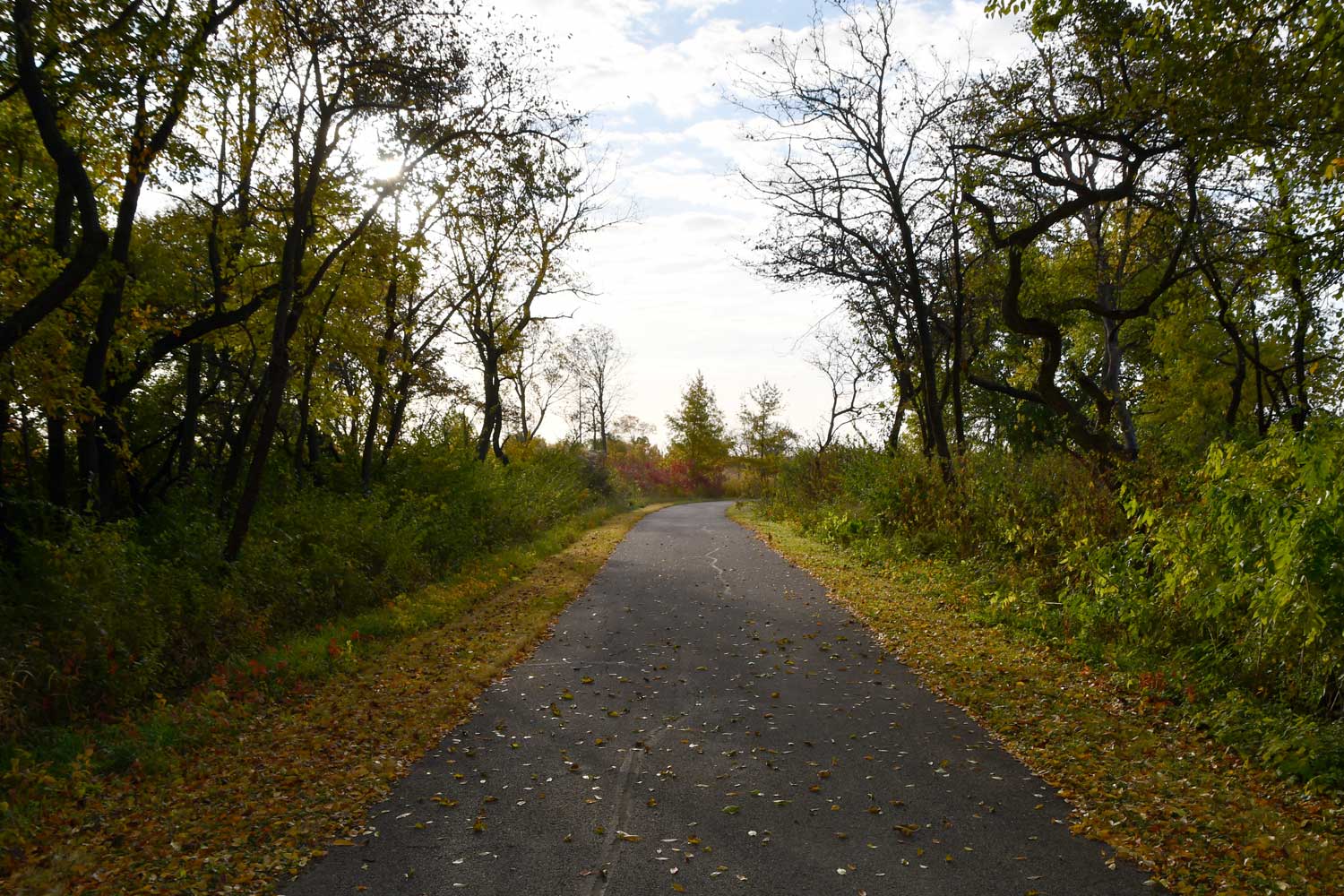 Paved trail lined with grasses and trees.