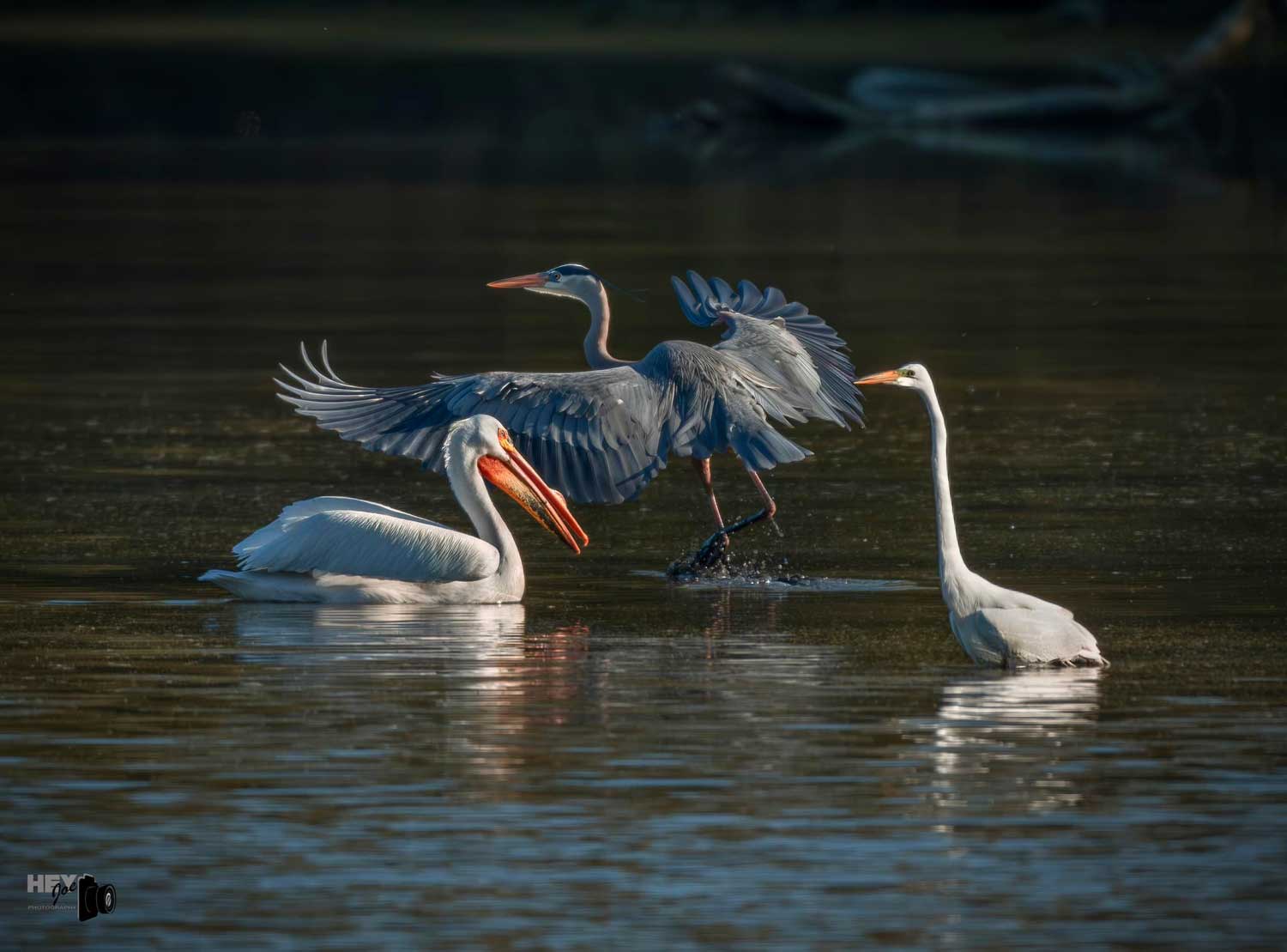 An American white pelican, great blue heron and great egret in shallow water. The pelican is swimming, the egret is wading and the heron is taking off in flight.