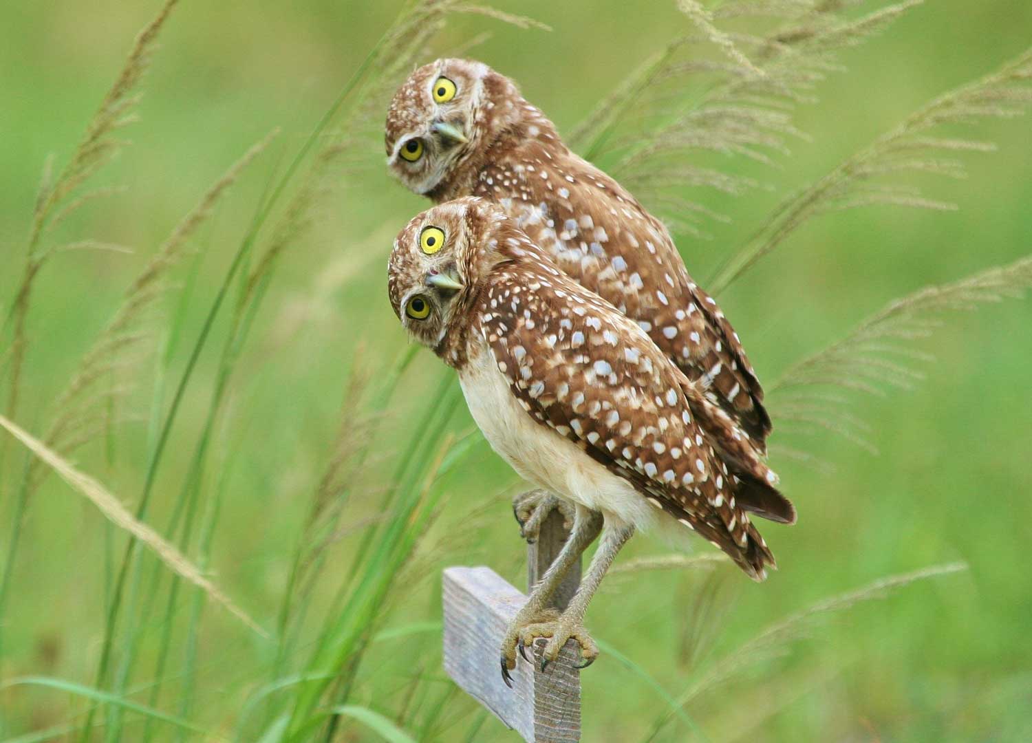 Two owls perched on a fence