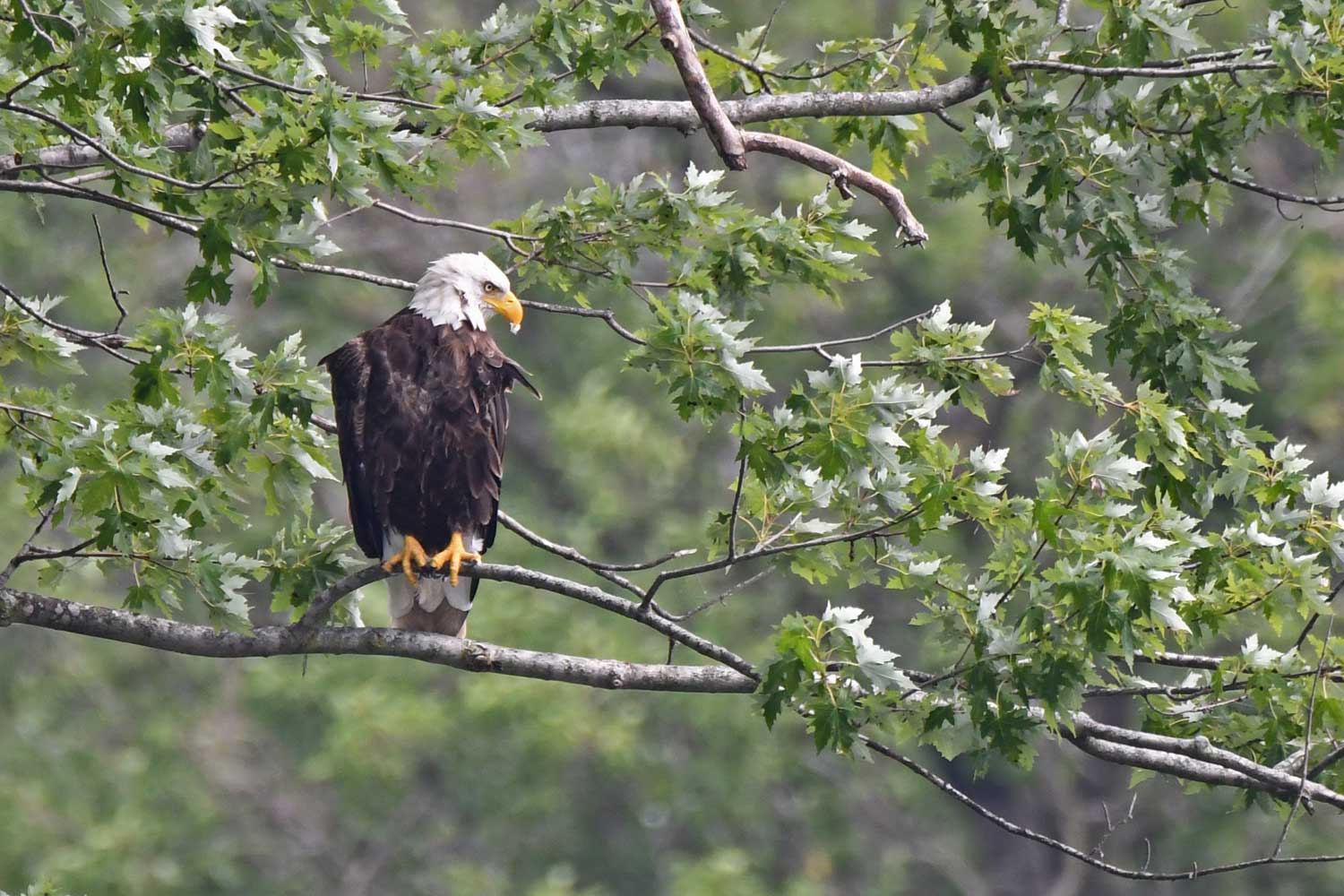 A bald eagle in a tree.