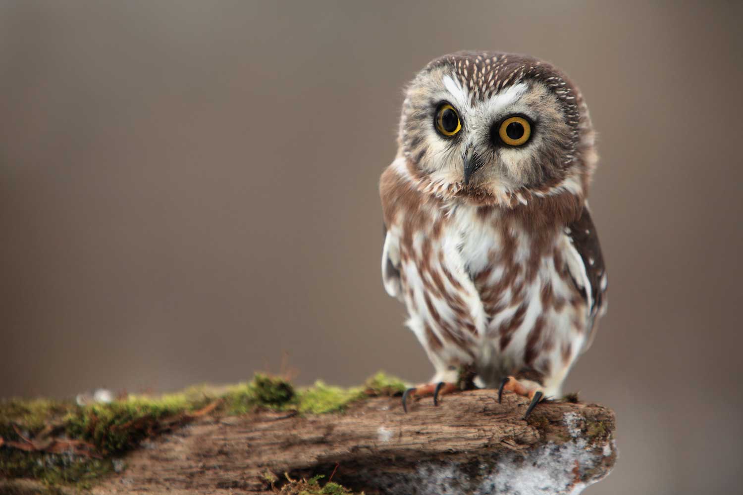 A northern saw whet owl on a tree branch.