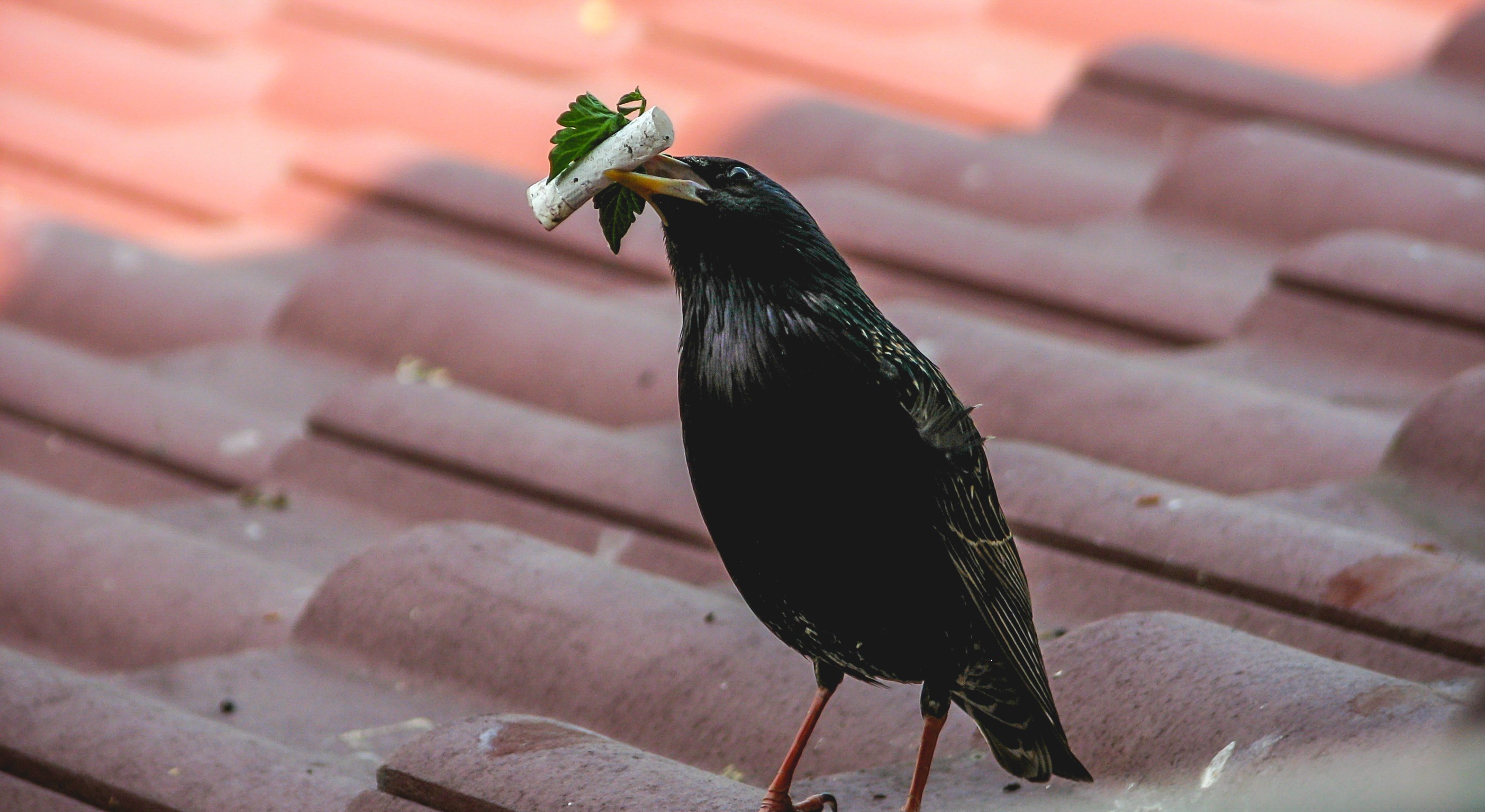 A bird with a cigarette butt in its mouth.