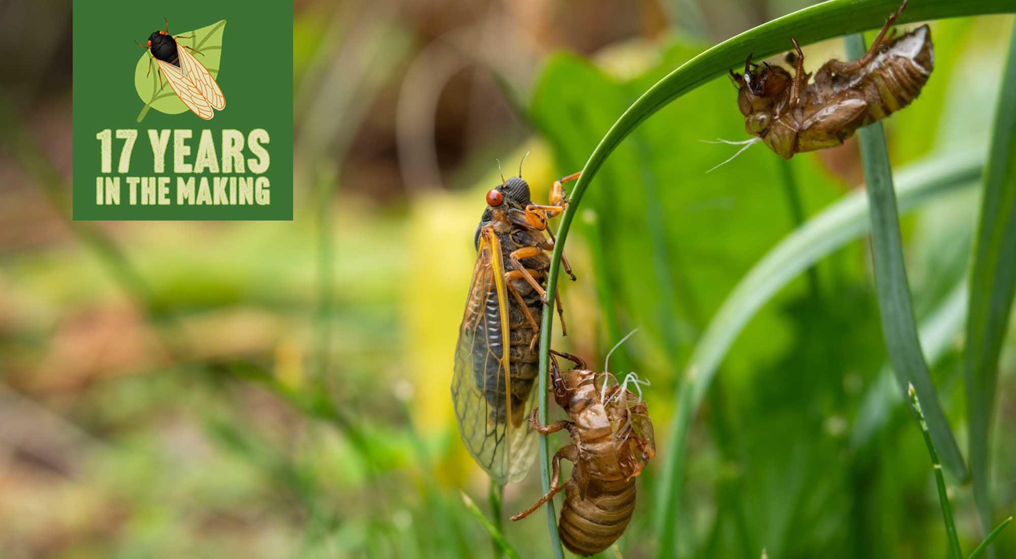 A cicada and two cicada exoskeletons on a blade of grass.