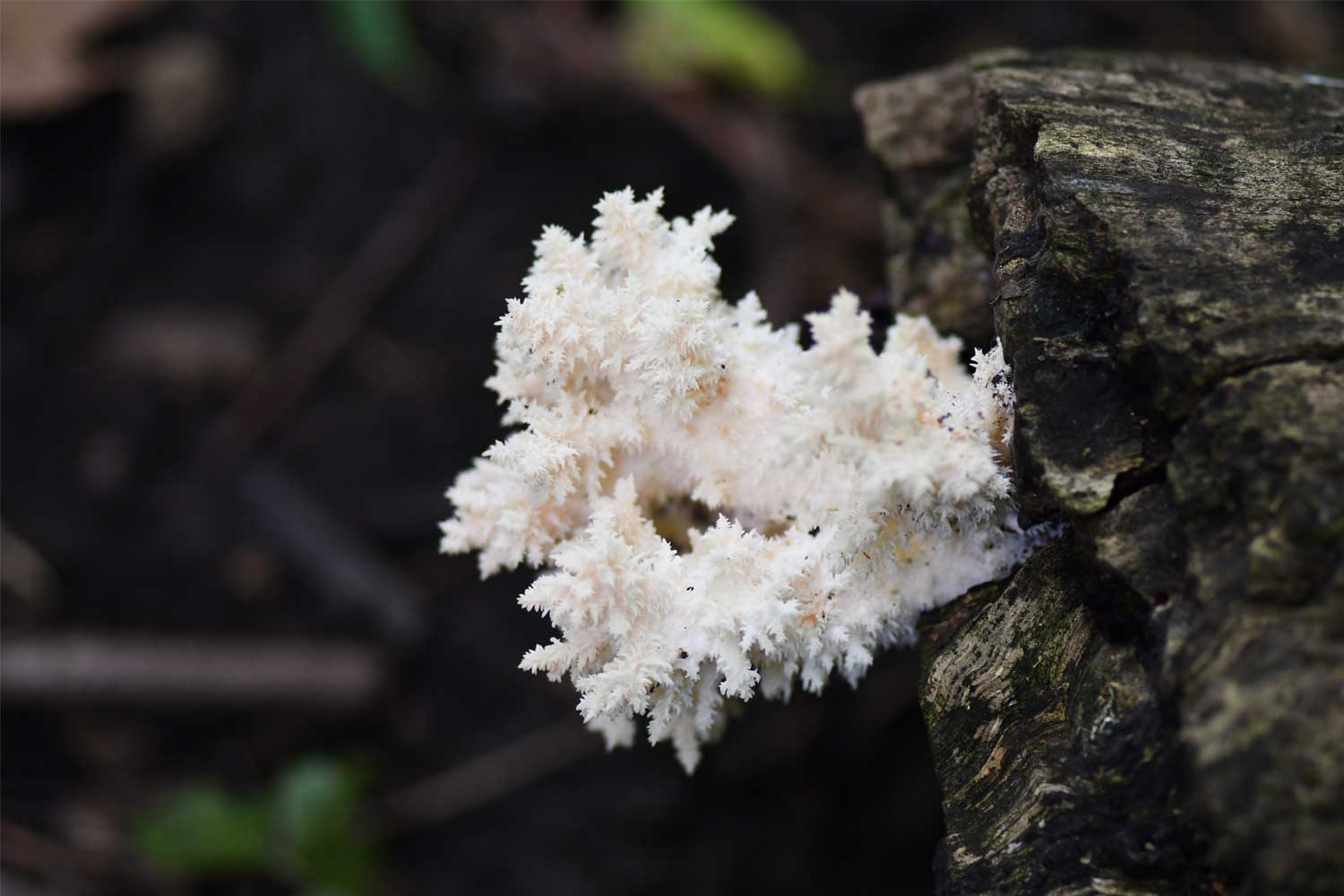 Coral tooth fungus on the end of a downed tree.