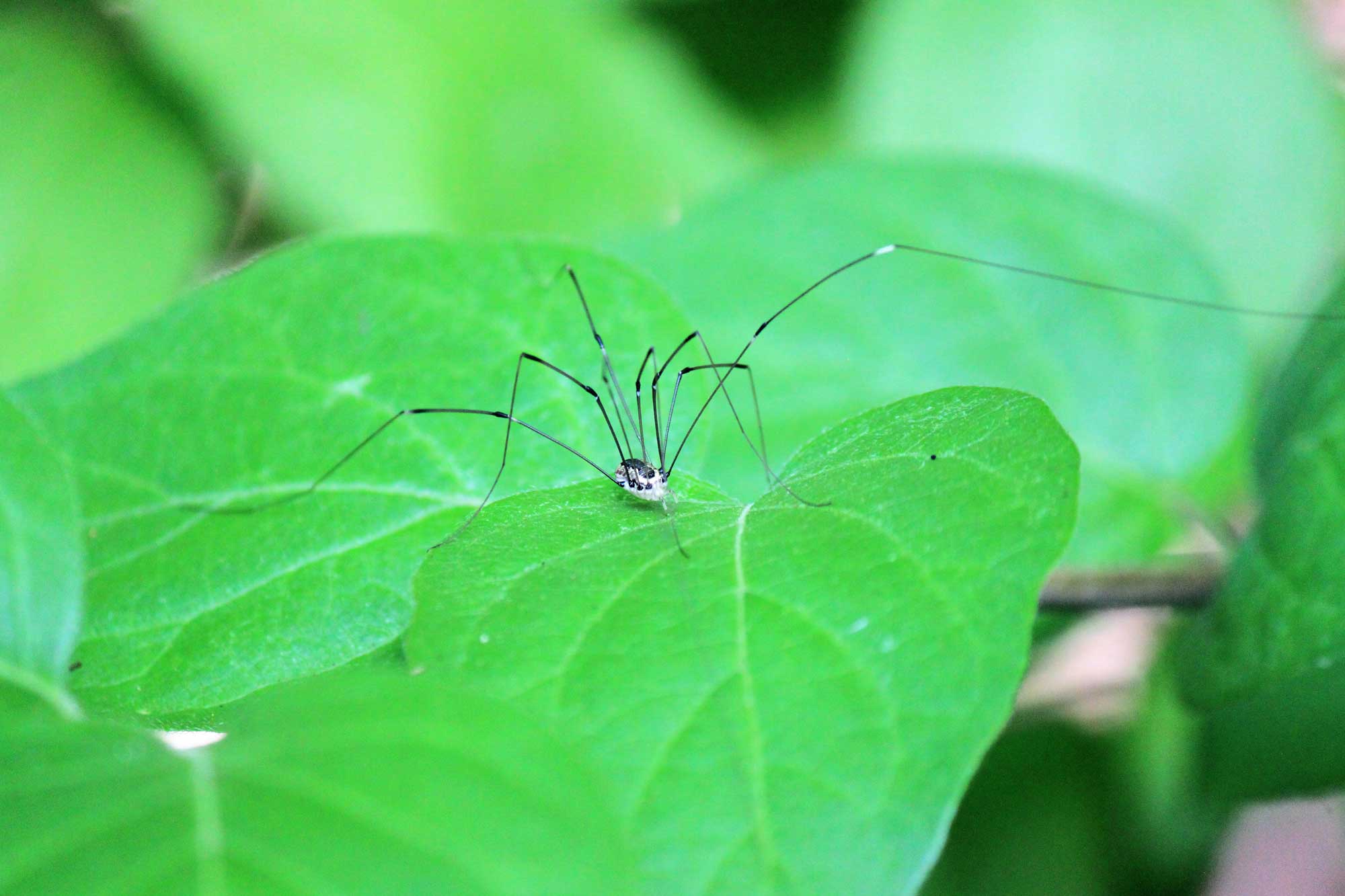A harvestman on a leaf.