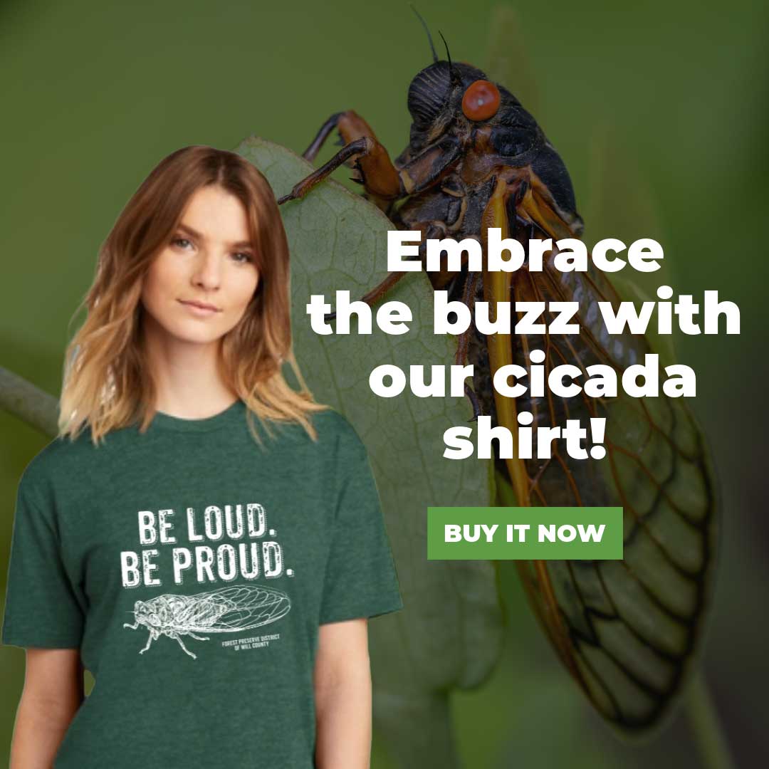 image showing be loud be proud cicada shirt and bald is beautiful shirt