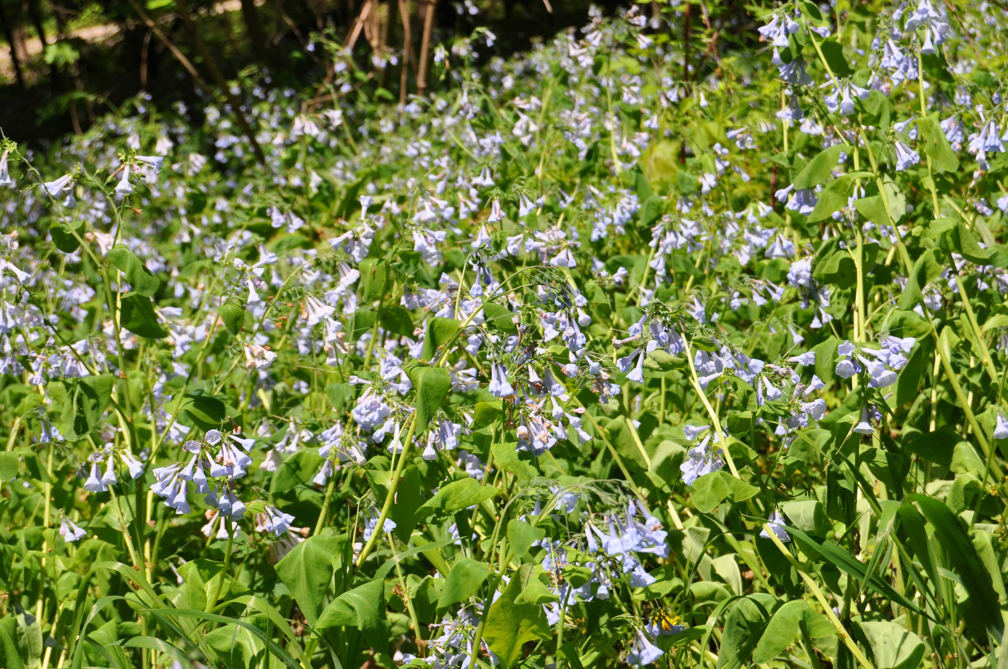 Virginia bluebells.