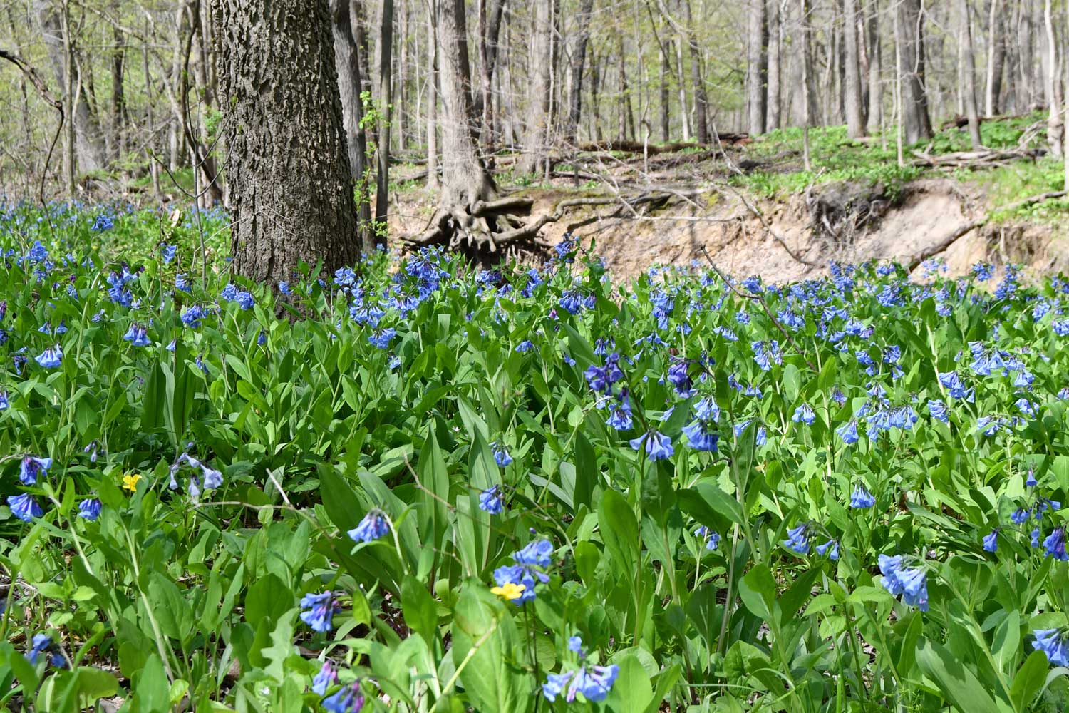 Virginia bluebell blooms along a trail.
