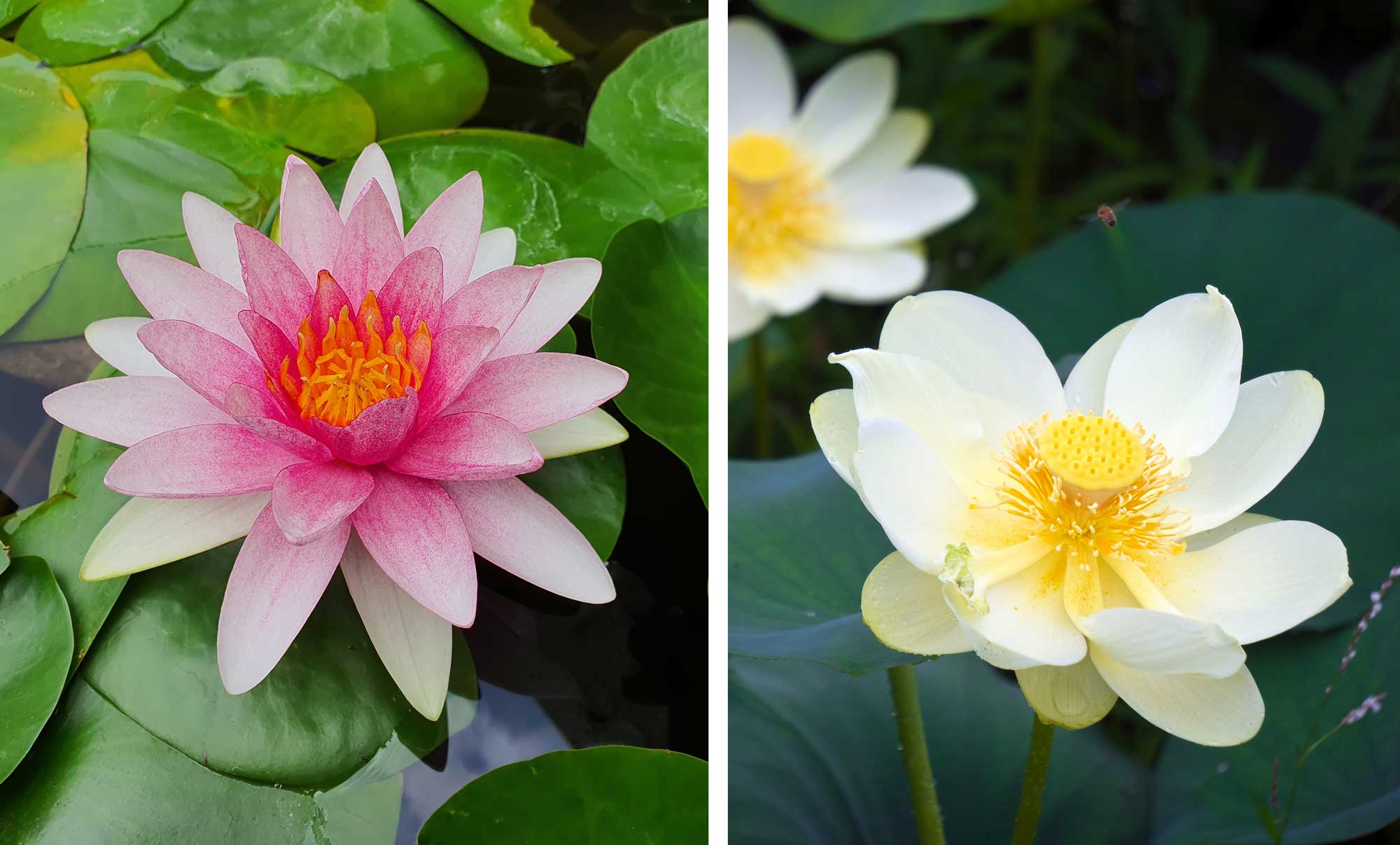 A reddish-pink water lily in bloom, next to a whitish-yellow American lotus in bloom.