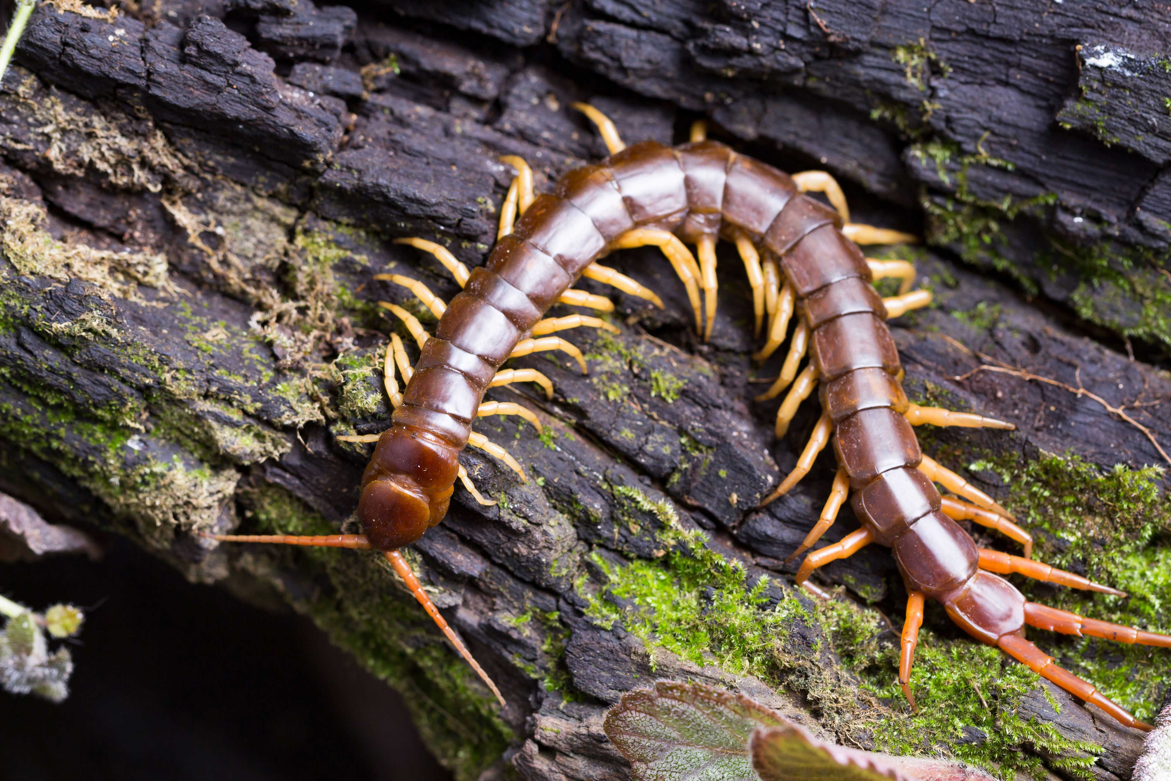 A centipede on tree bark.