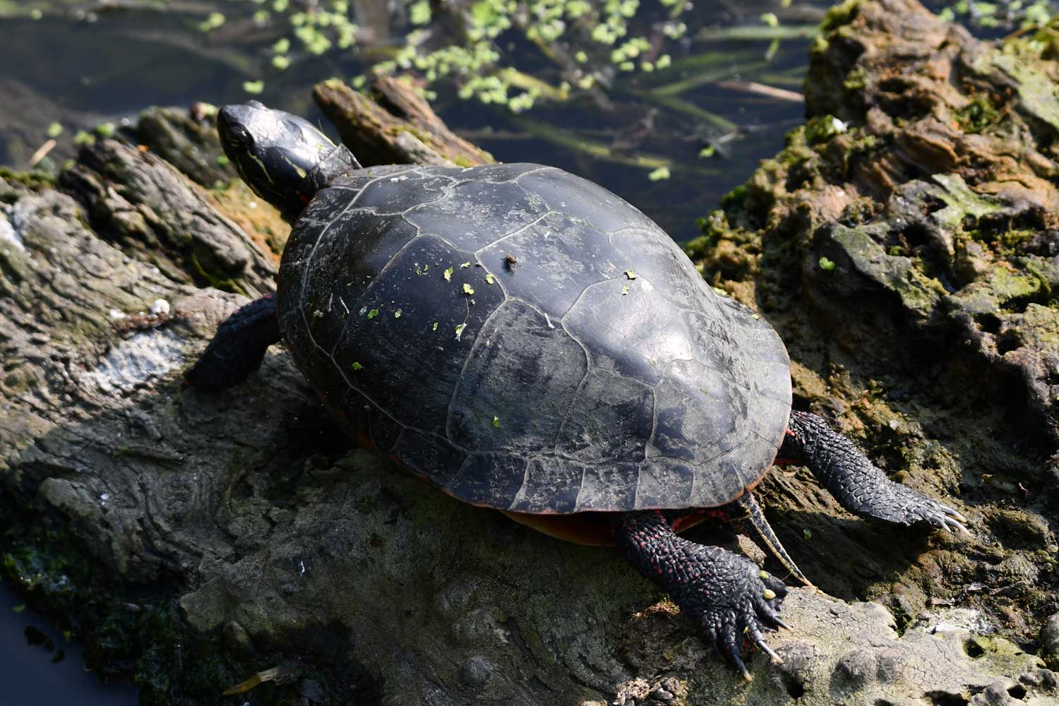 Painted turtle sitting on a log in the water.
