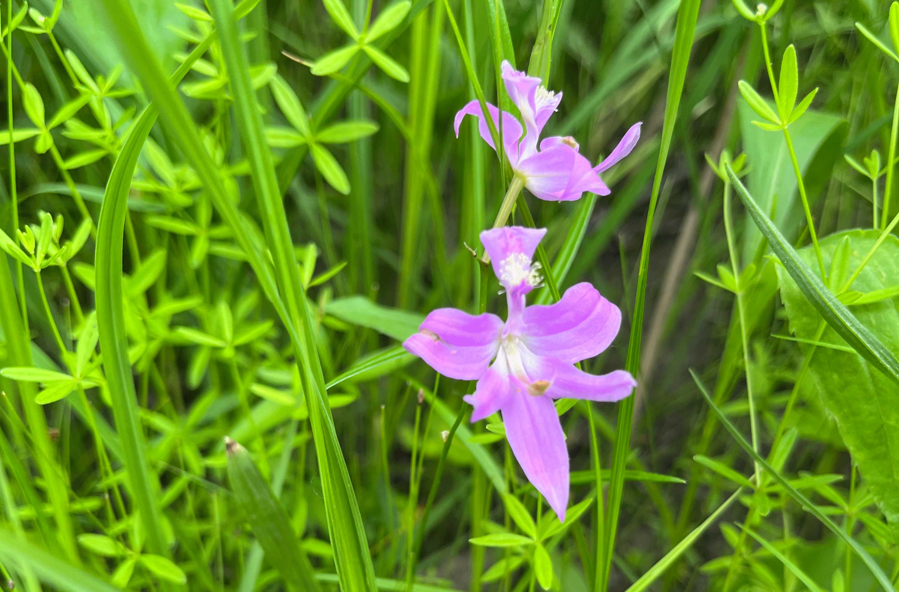 Oklahoma grass pink orchid