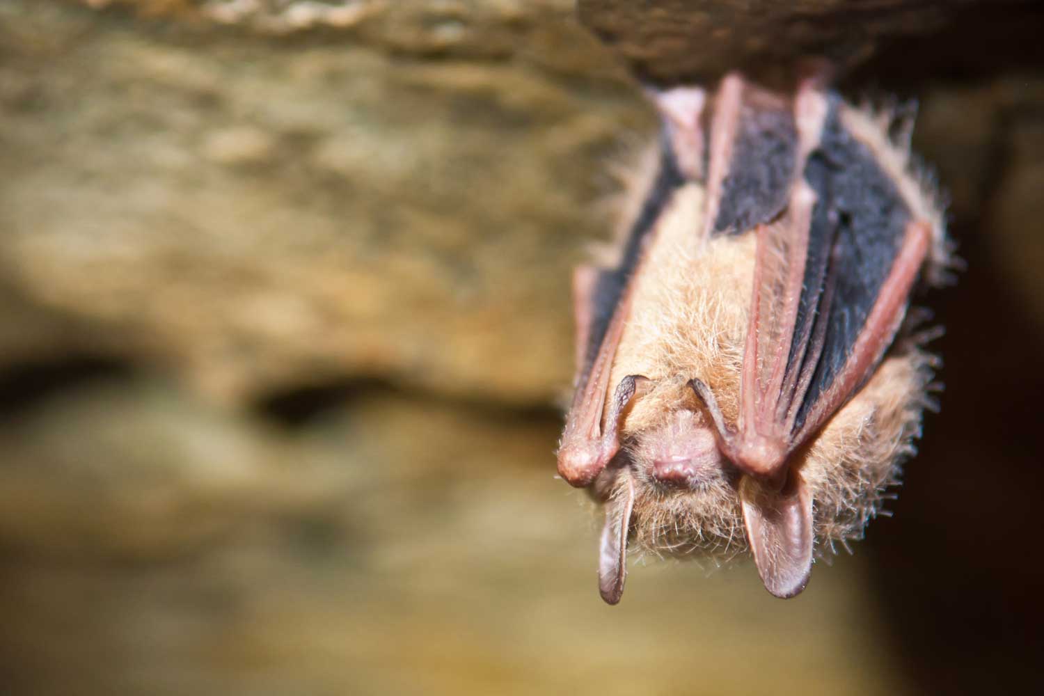 A closeup of a bat hanging upside down.