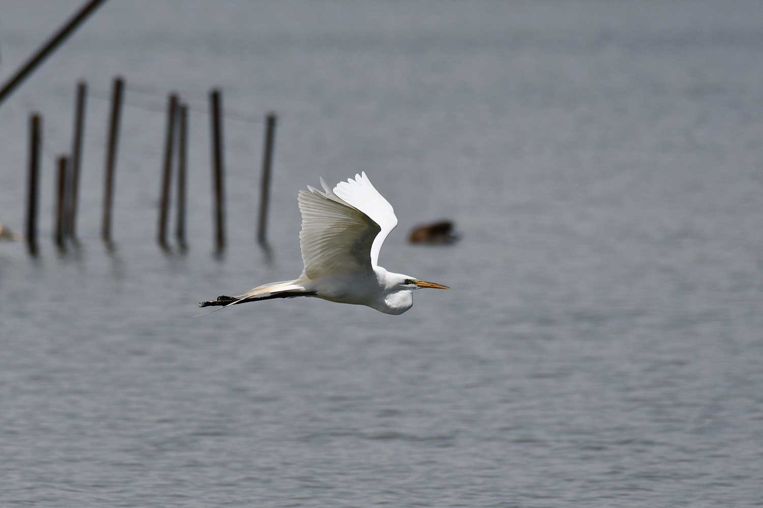 A great egret in flight over water.