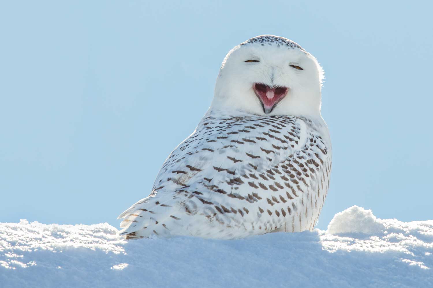 Snowy owl squinting with its mouth open.