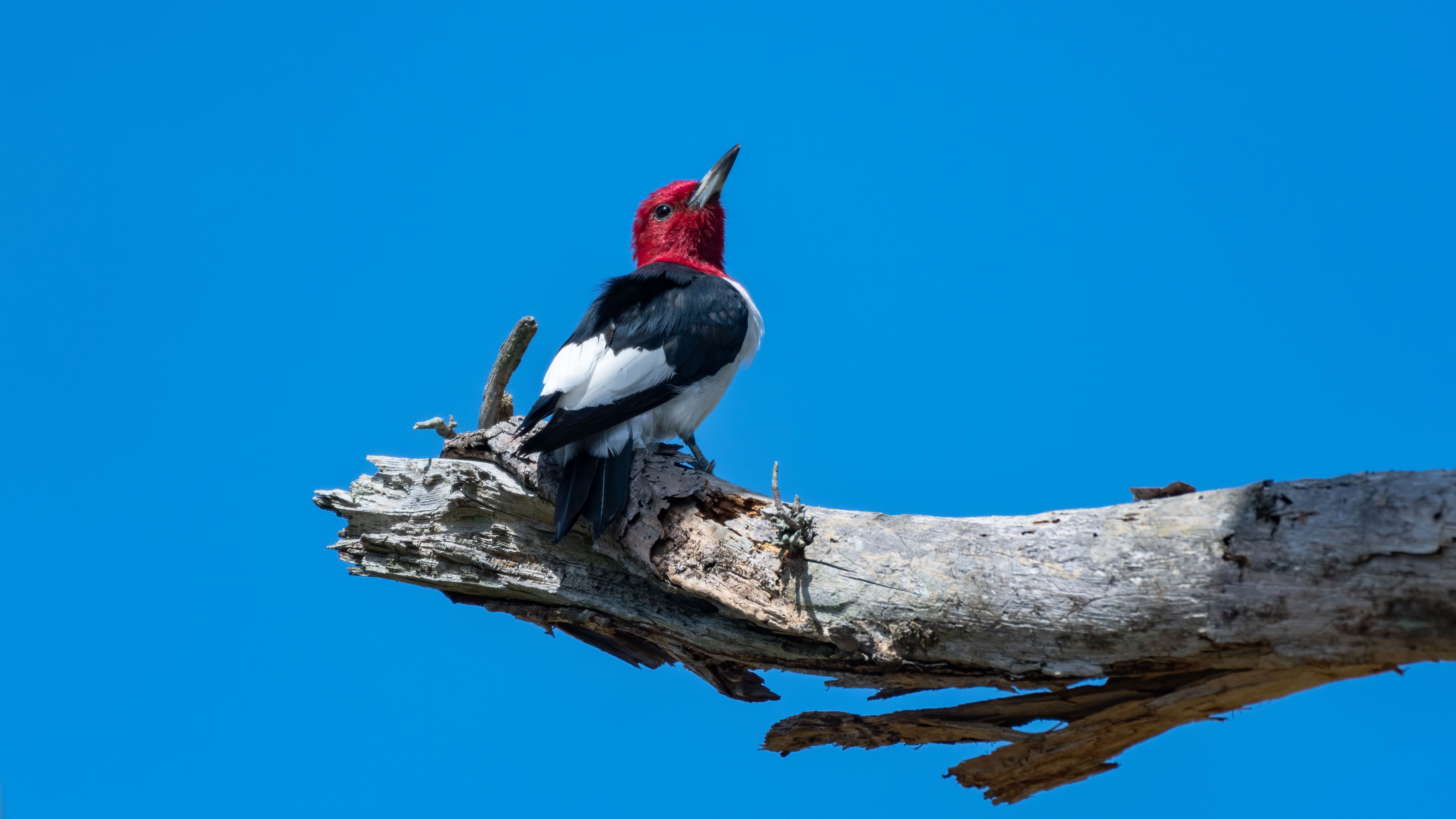 A red-headed woodpecker on a branch.