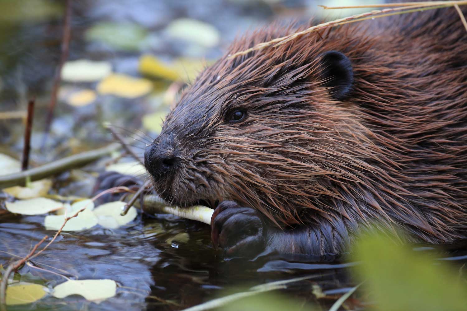 A beaver eating vegetation in the water.