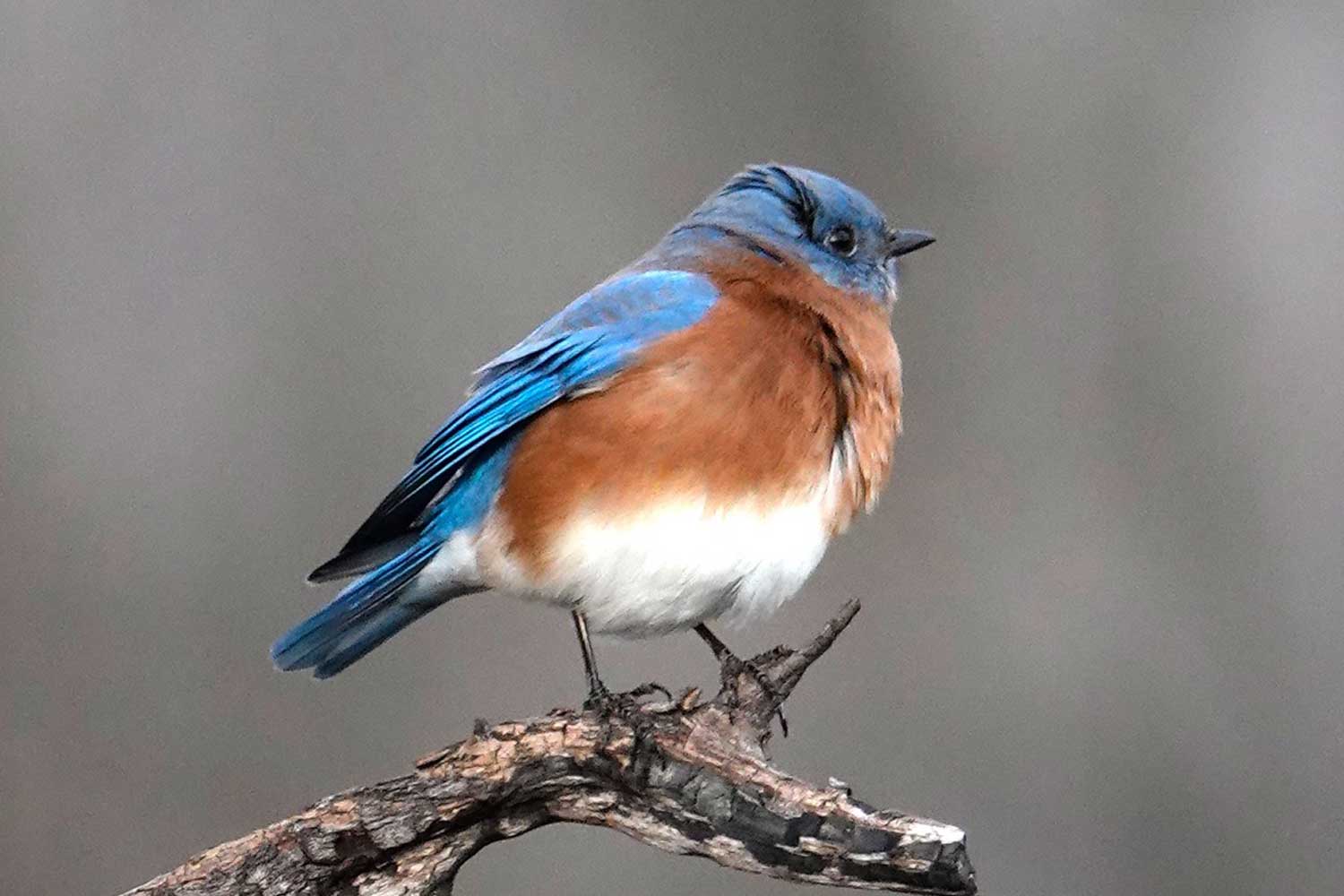 Eastern bluebird perched on a branch.