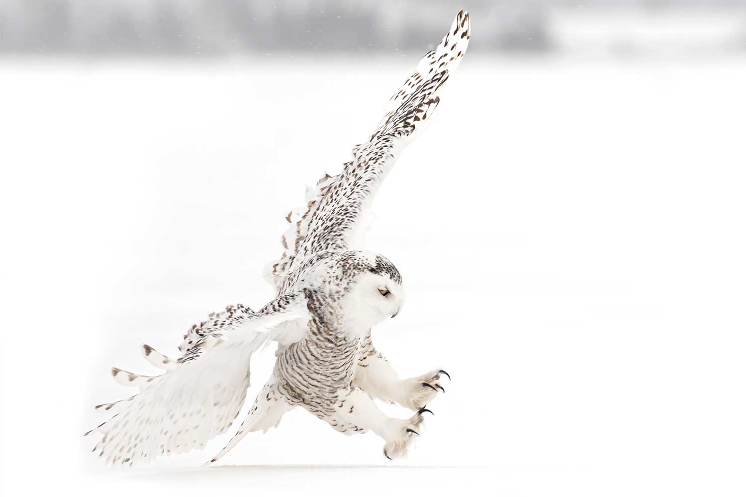 Snowy owl with feet close to the ground.