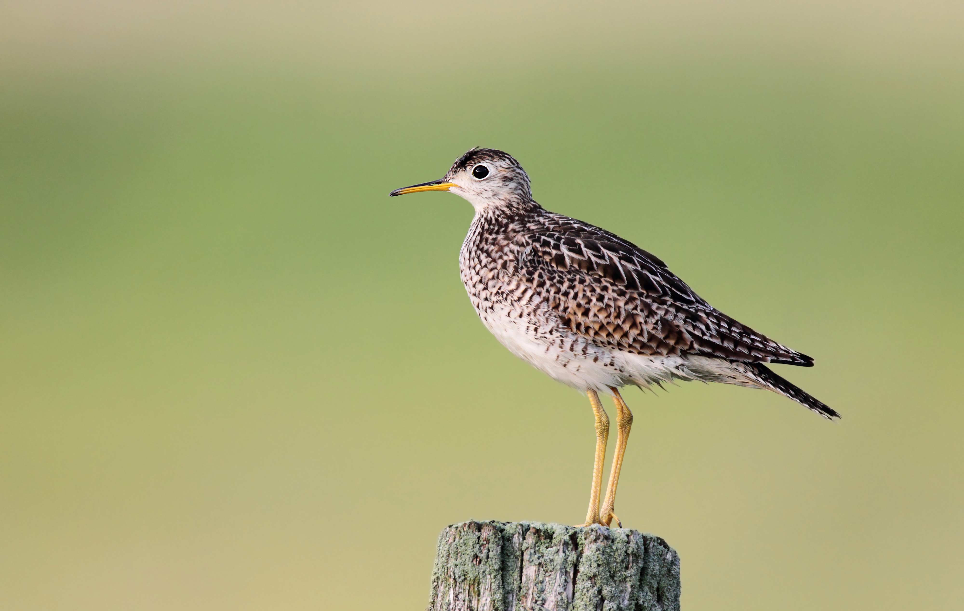 An upland sandpiper on a wooden post.