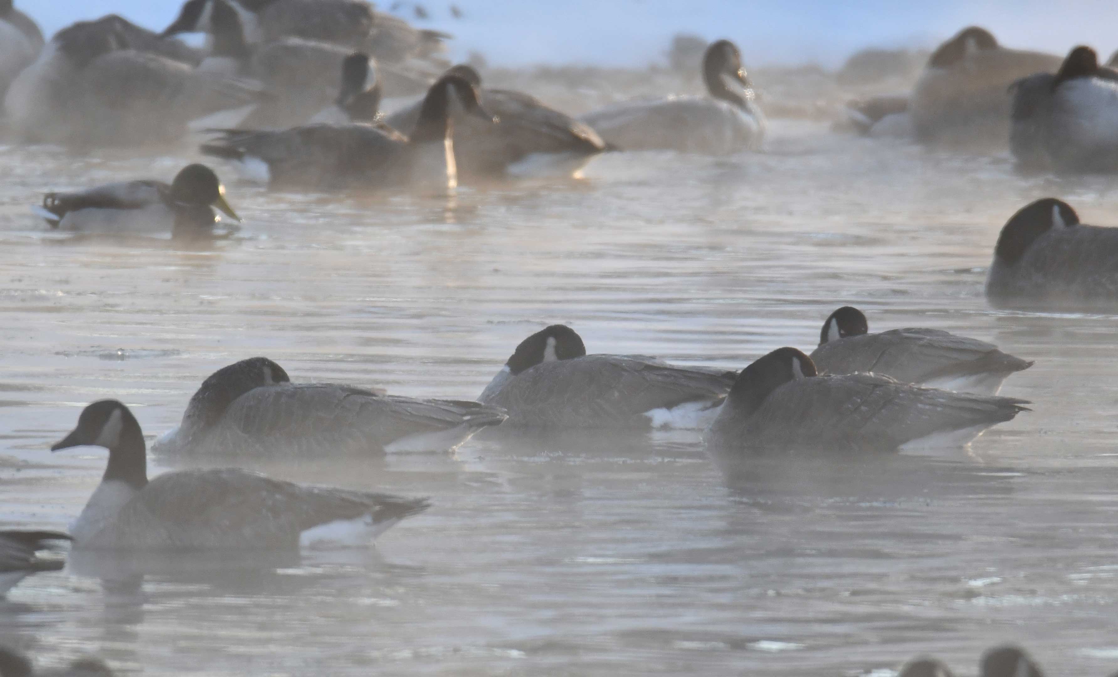 Steam rises around Canada geese on a cold morning