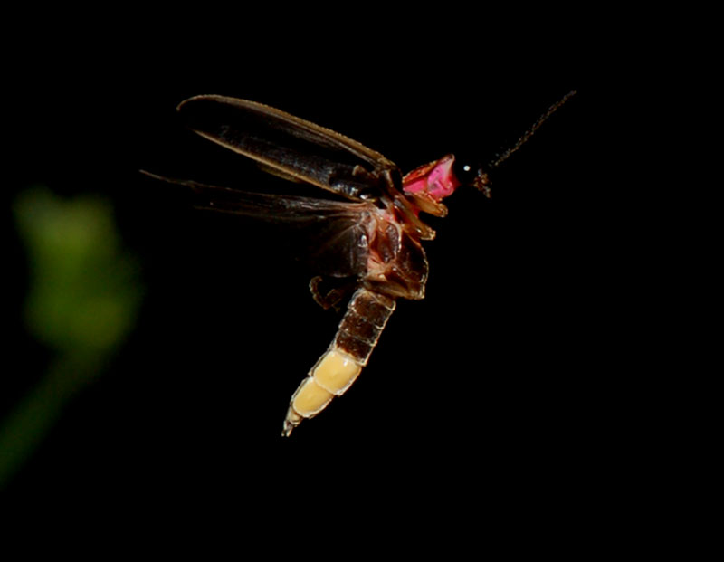 A lightning bug in flight.